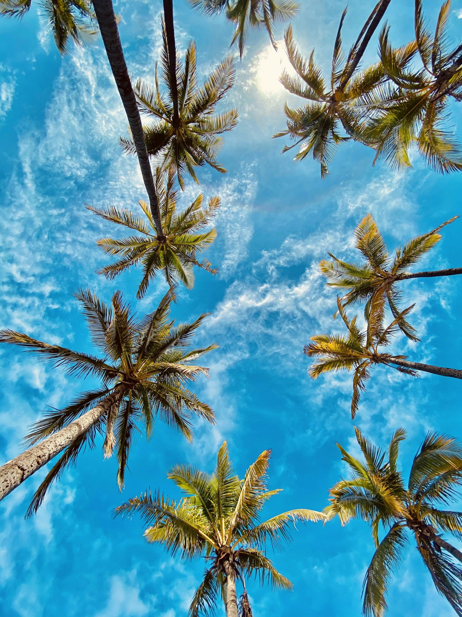Looking up at palm trees against a bright blue sky with some clouds and the sun shining.