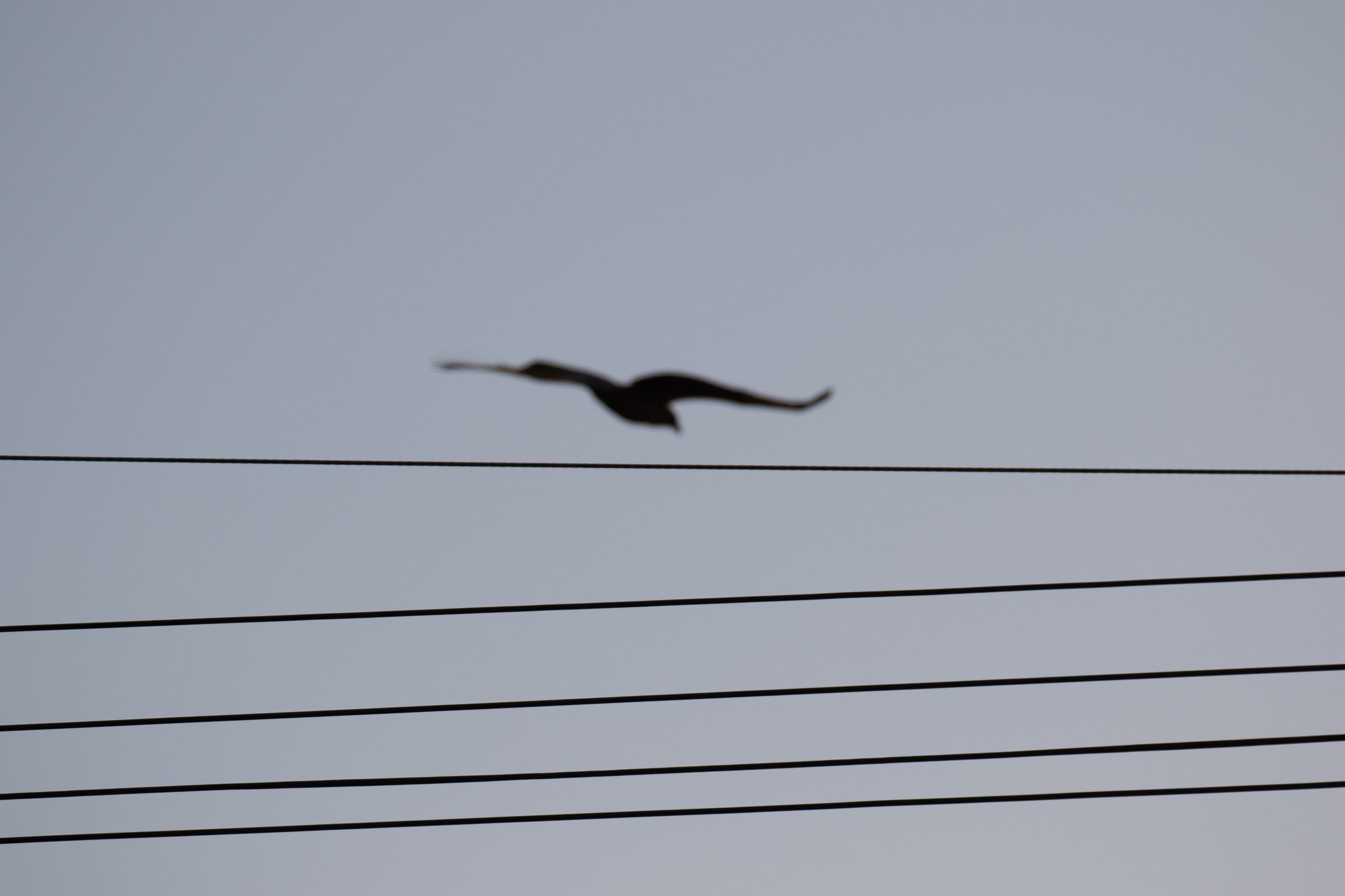 20150517_Niseko_Photography__V0A1212.jpg