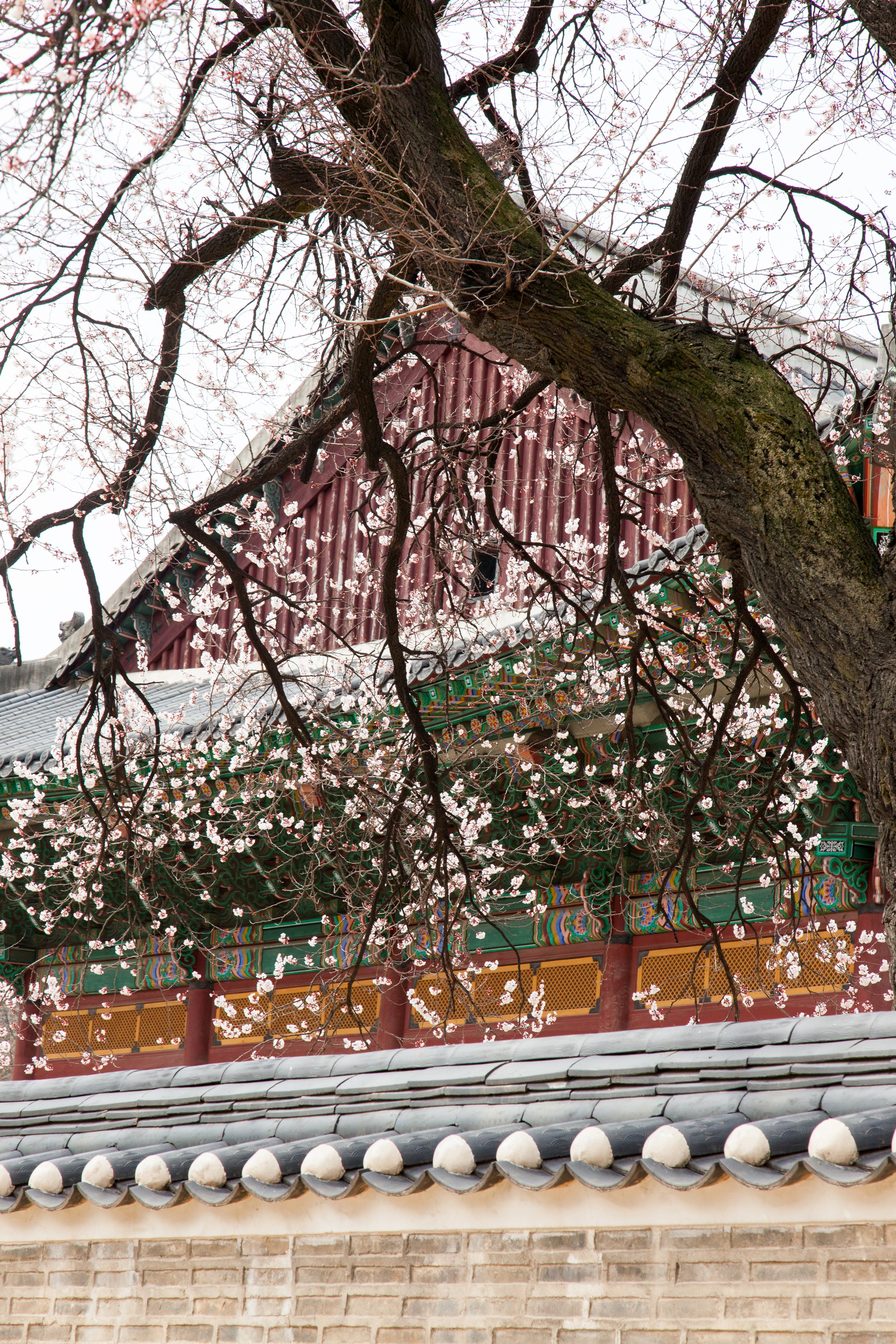Korea (1 of 1)-19.jpg