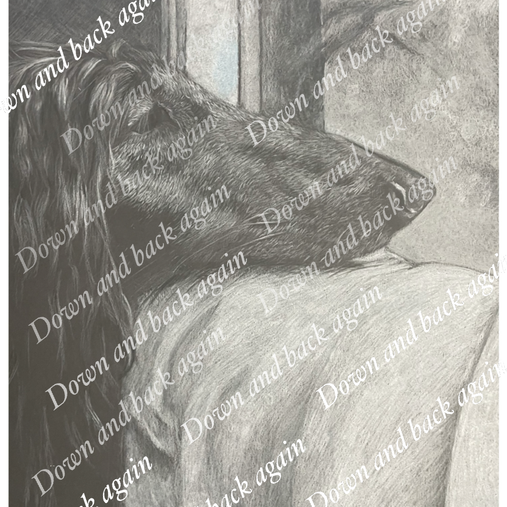 Afghan hound art print  #02