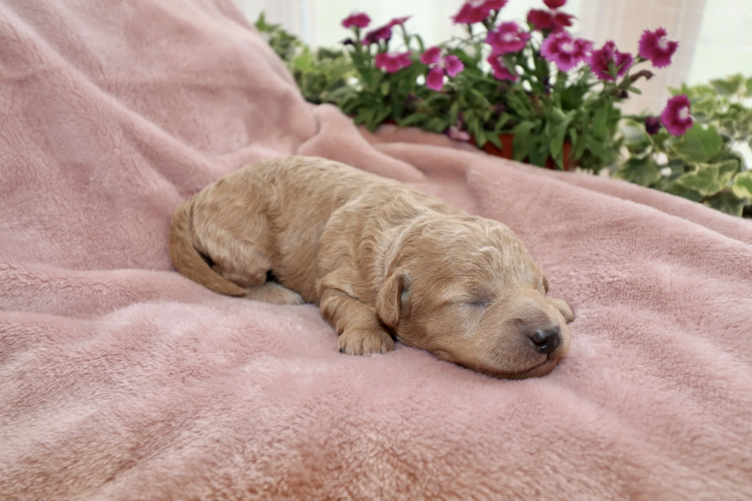 Ivory, 8 days old