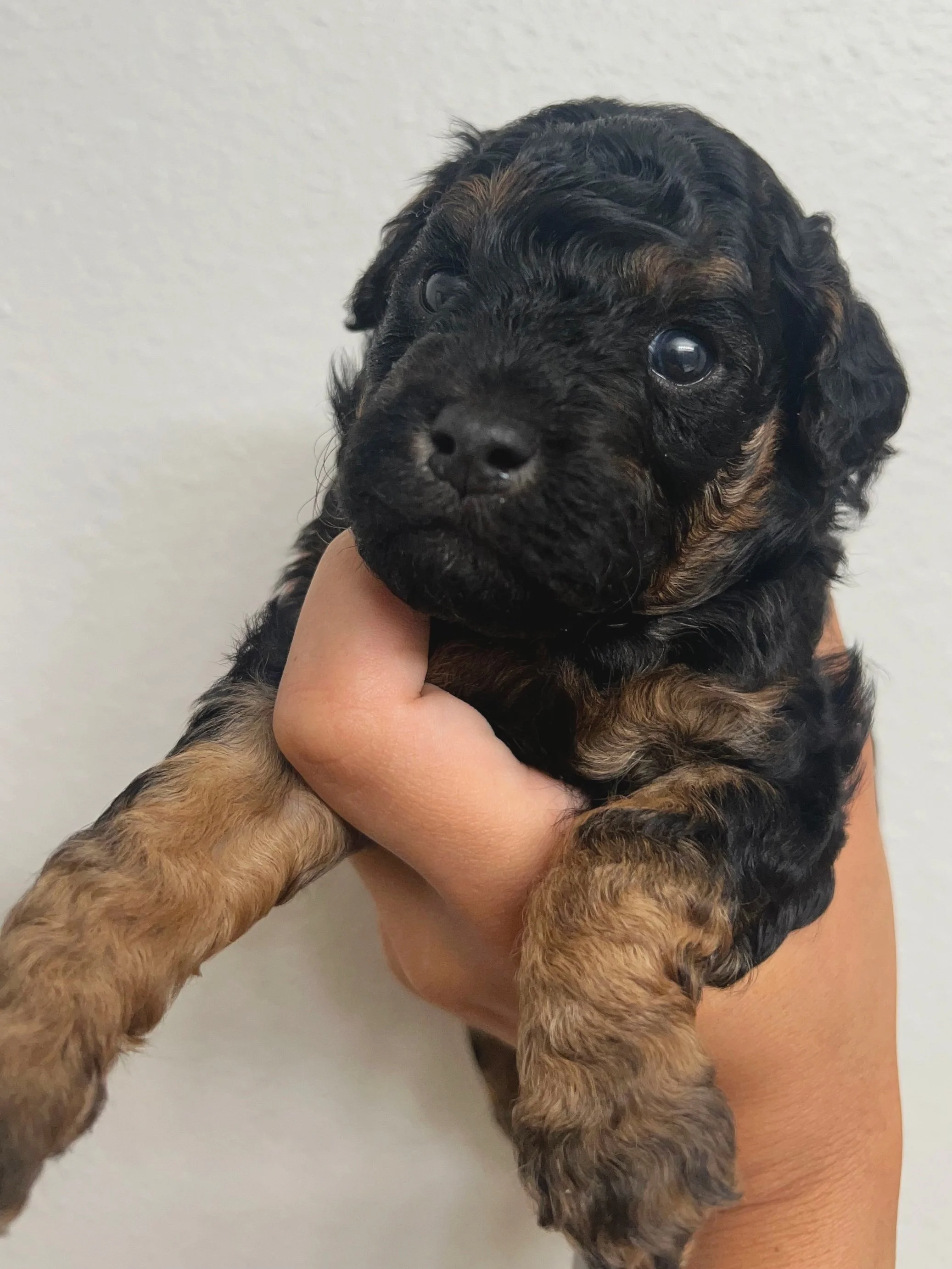 Bear - F1BB Male Mini Labradoodle - 3 weeks old