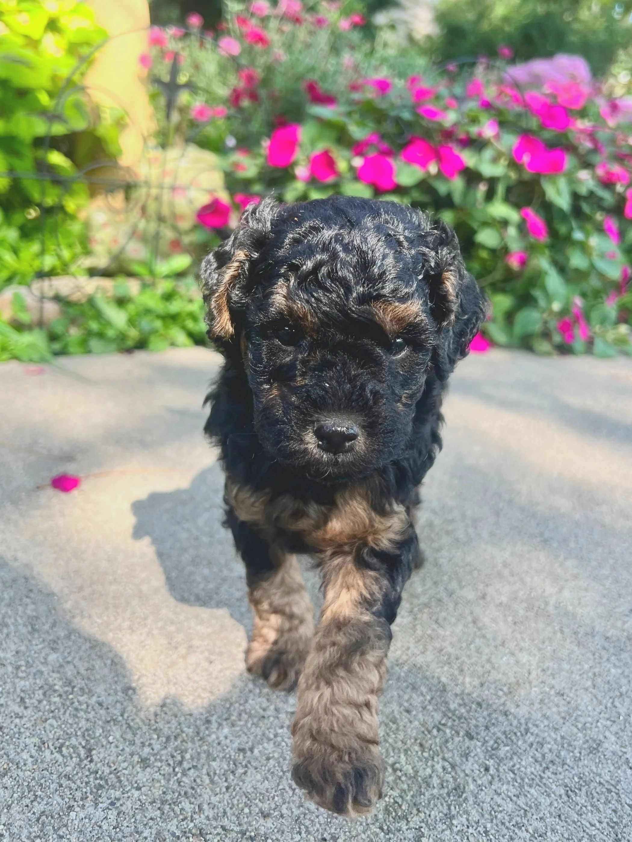 Bear - F1BB Male Mini Labradoodle - 5 weeks old