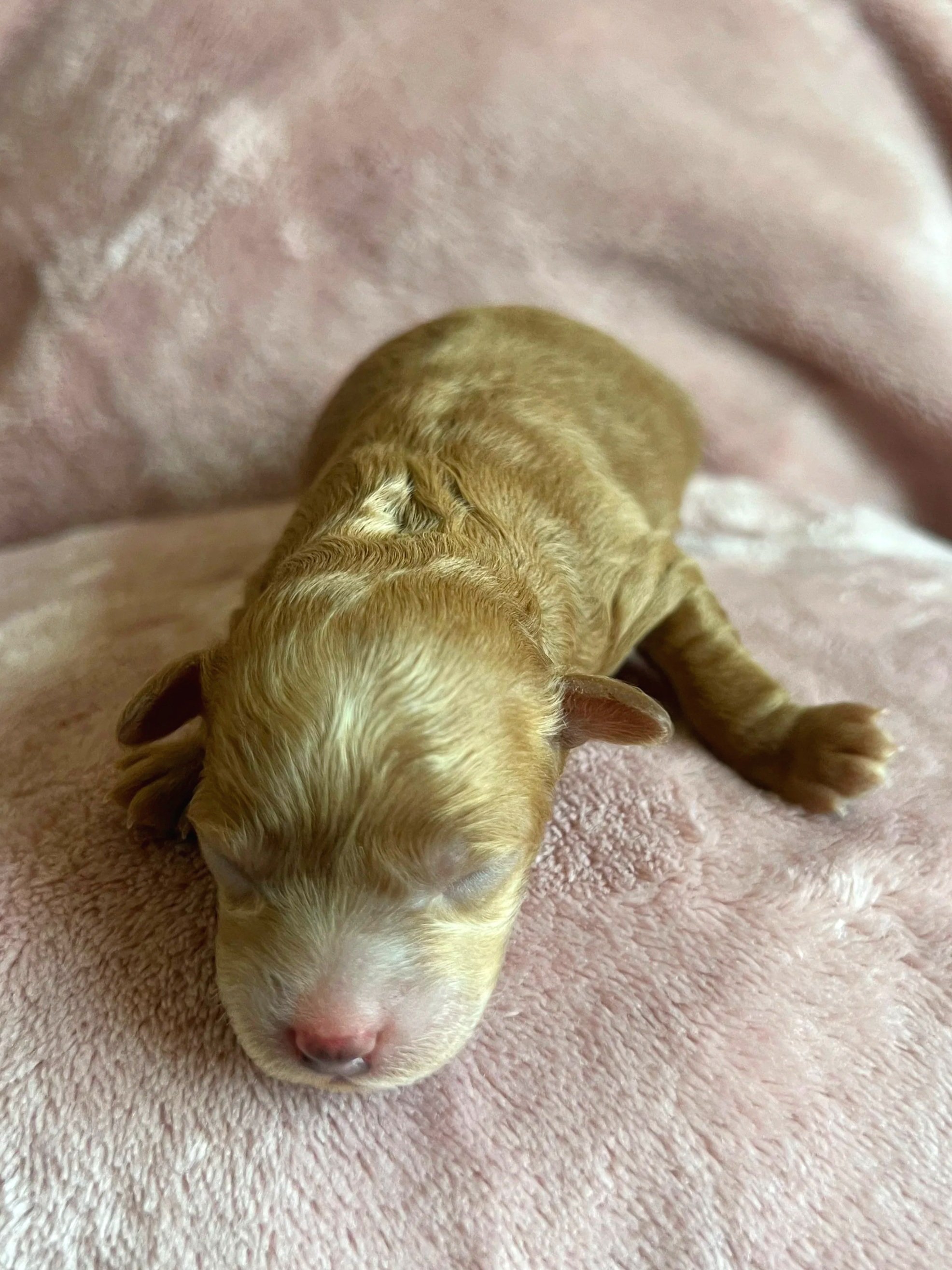 Blaze, 2 days old
