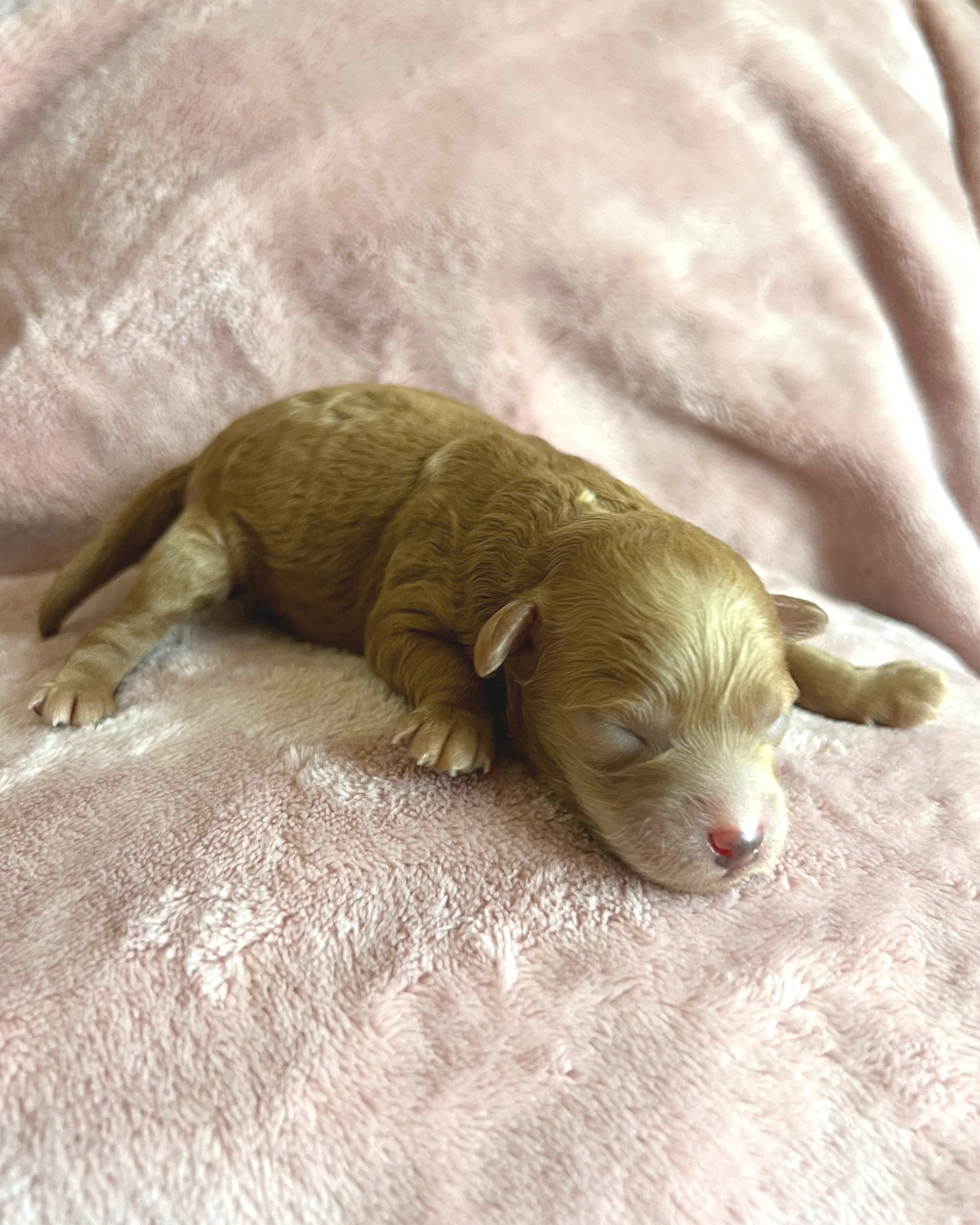 Blaze, 2 days old
