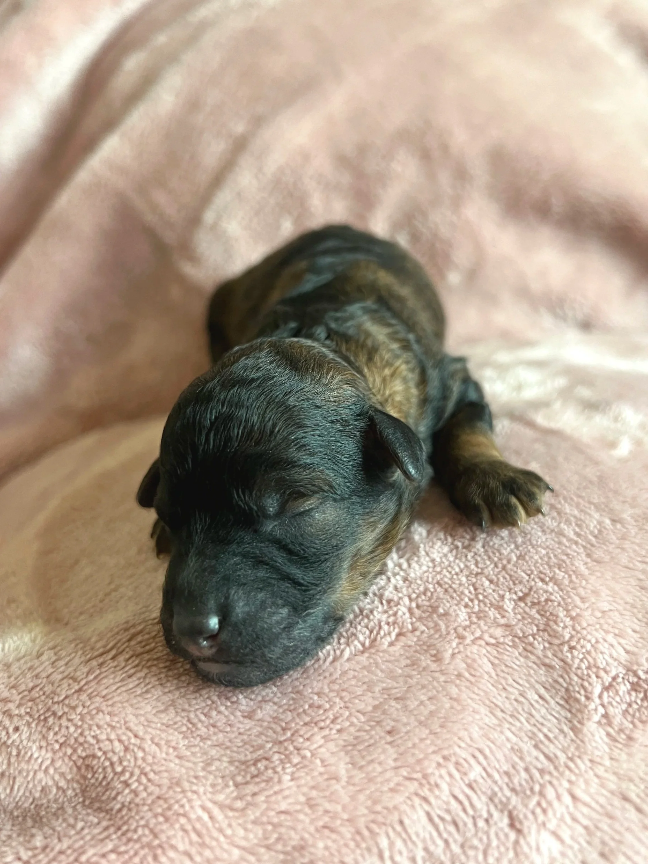 Ember, 2 days old
