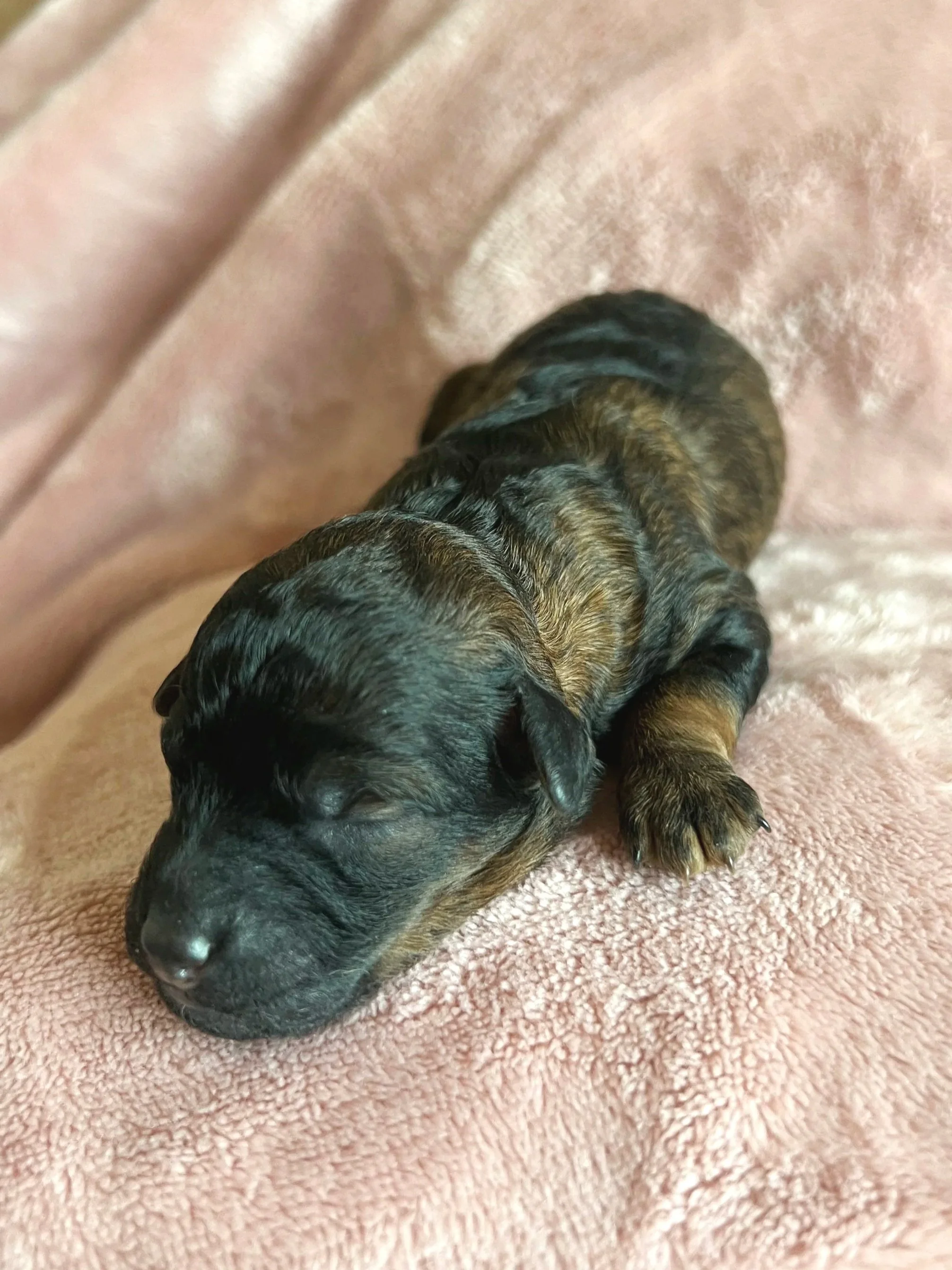 Ember, 2 days old