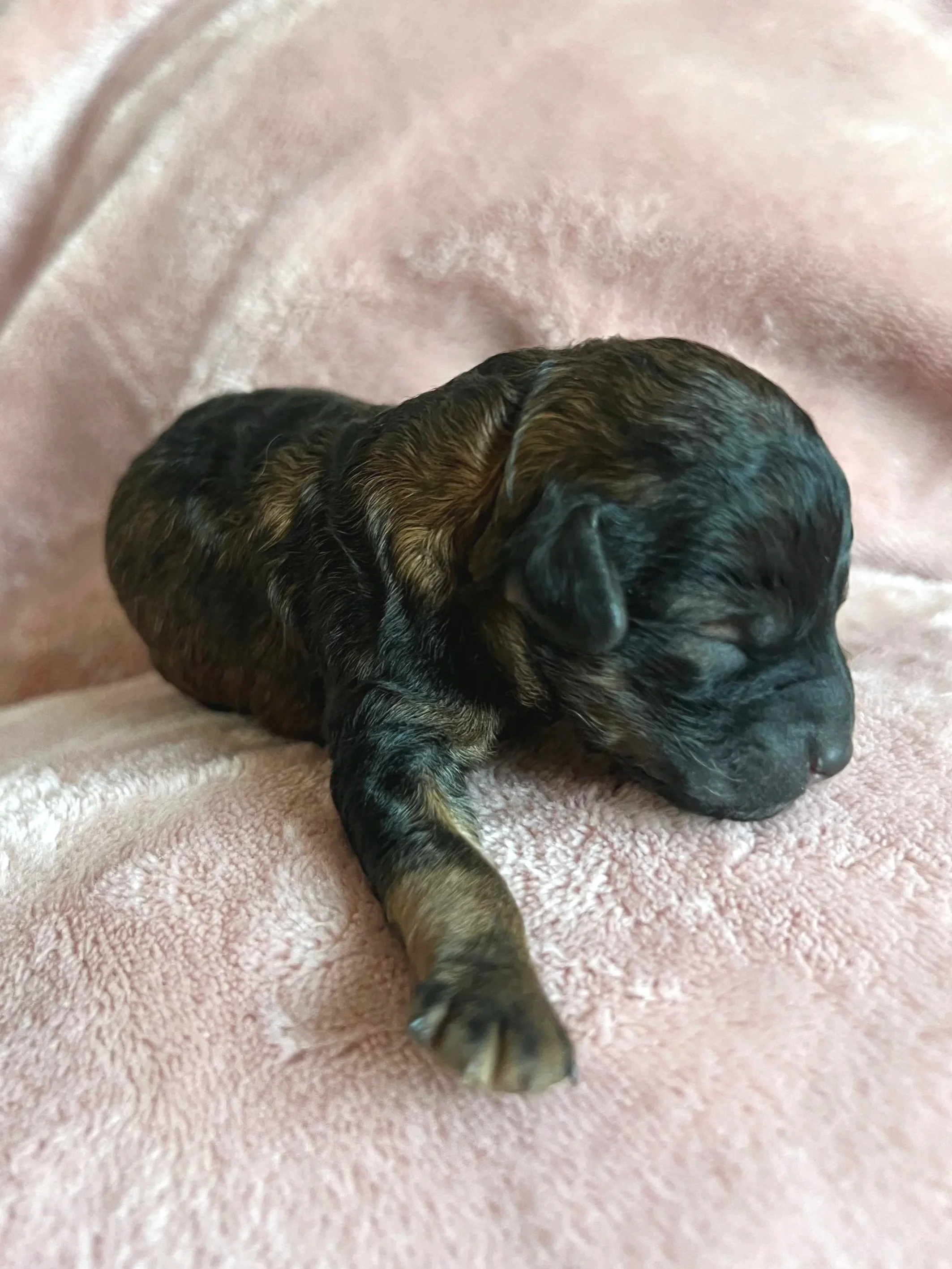 Ember, 2 days old