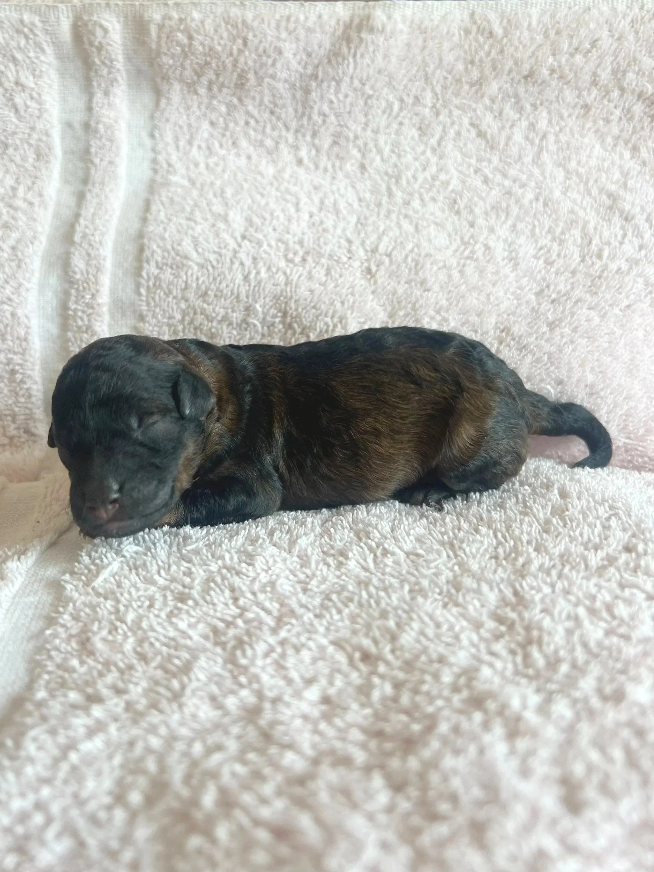 Ember, 1 day old