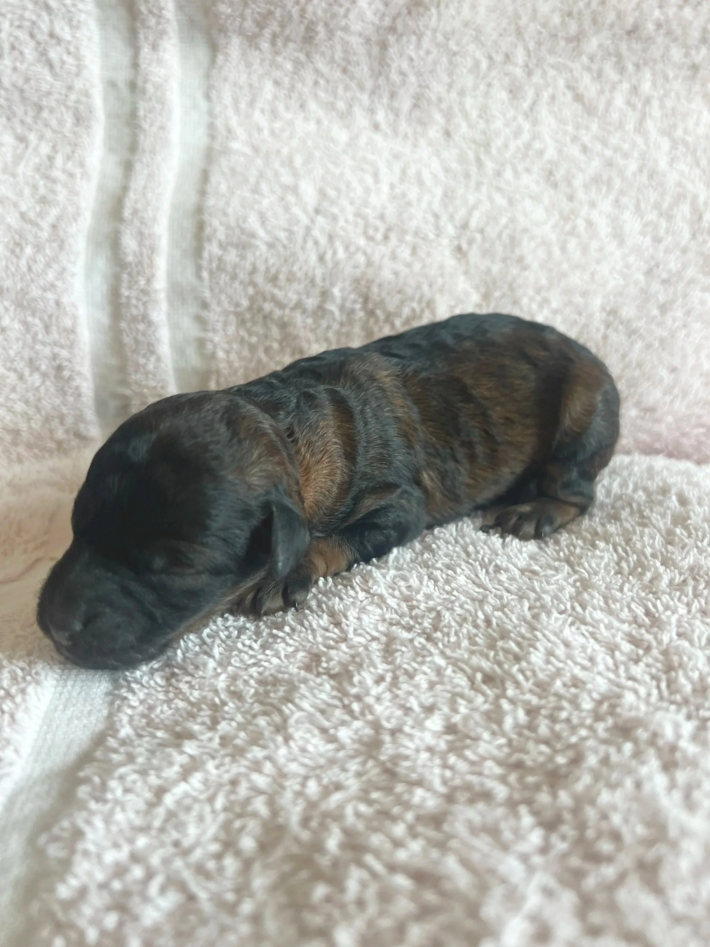 Ember, 1 day old