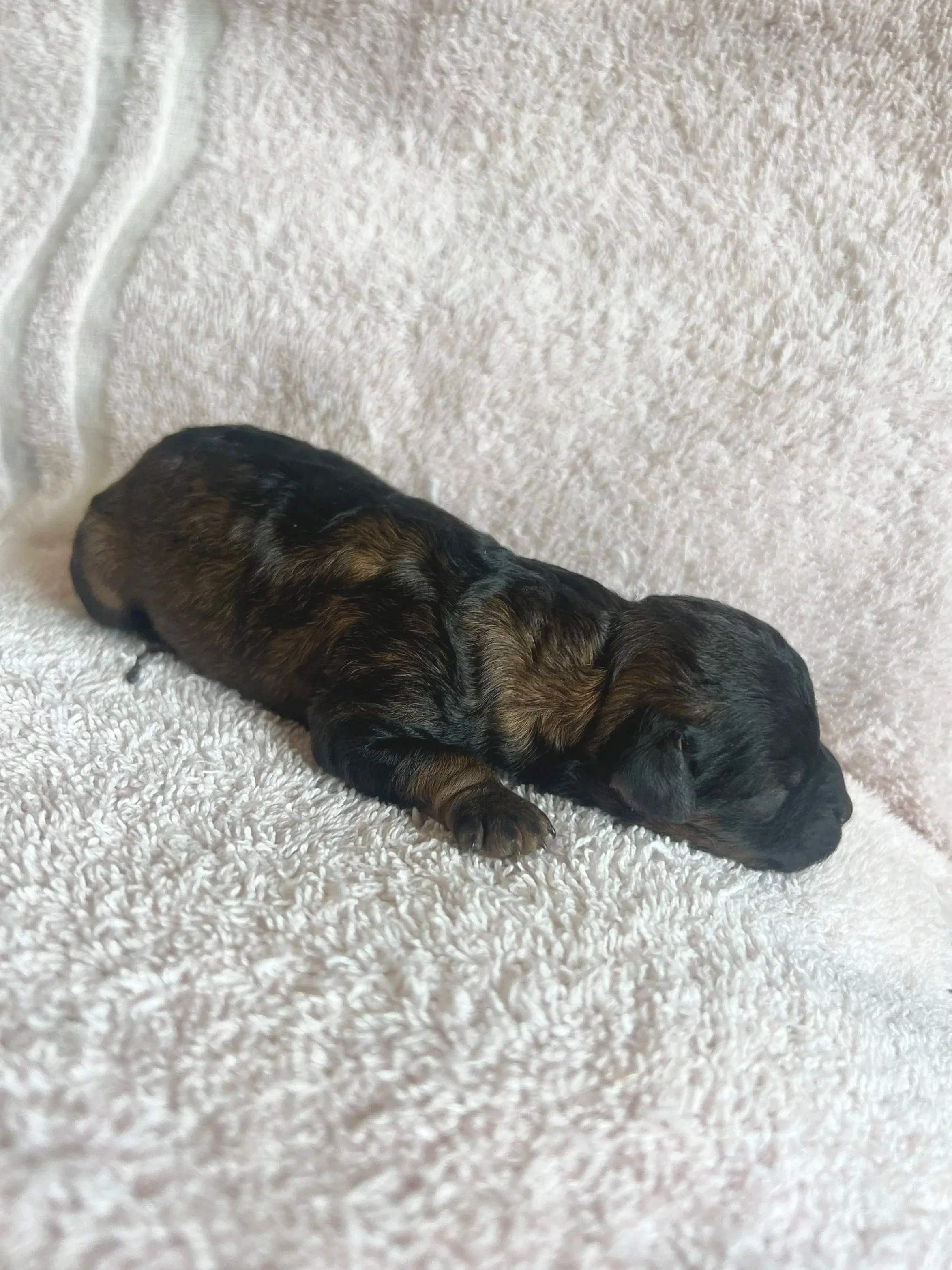 Ember, 1 day old