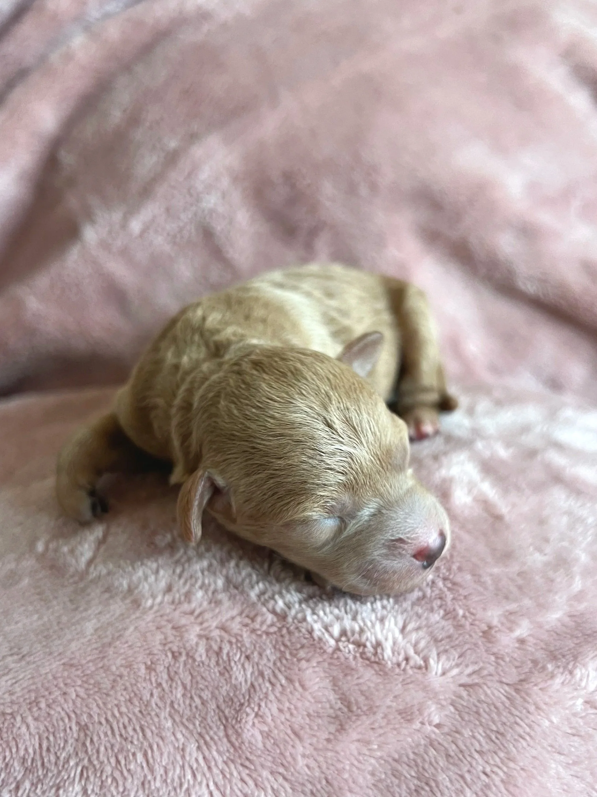 Ivory, 2 days old