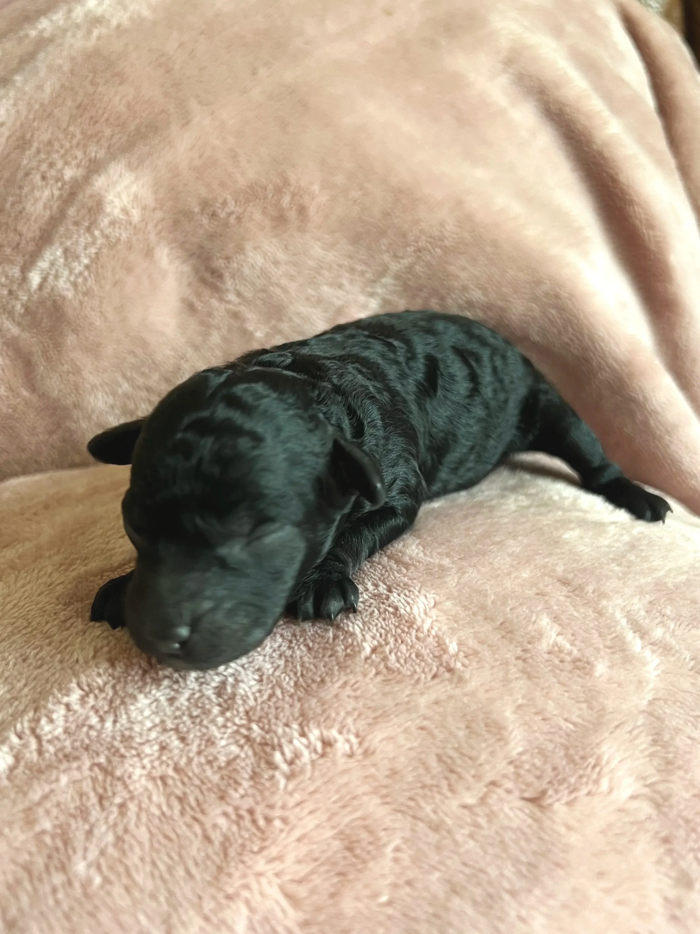 Onyx, 2 days old