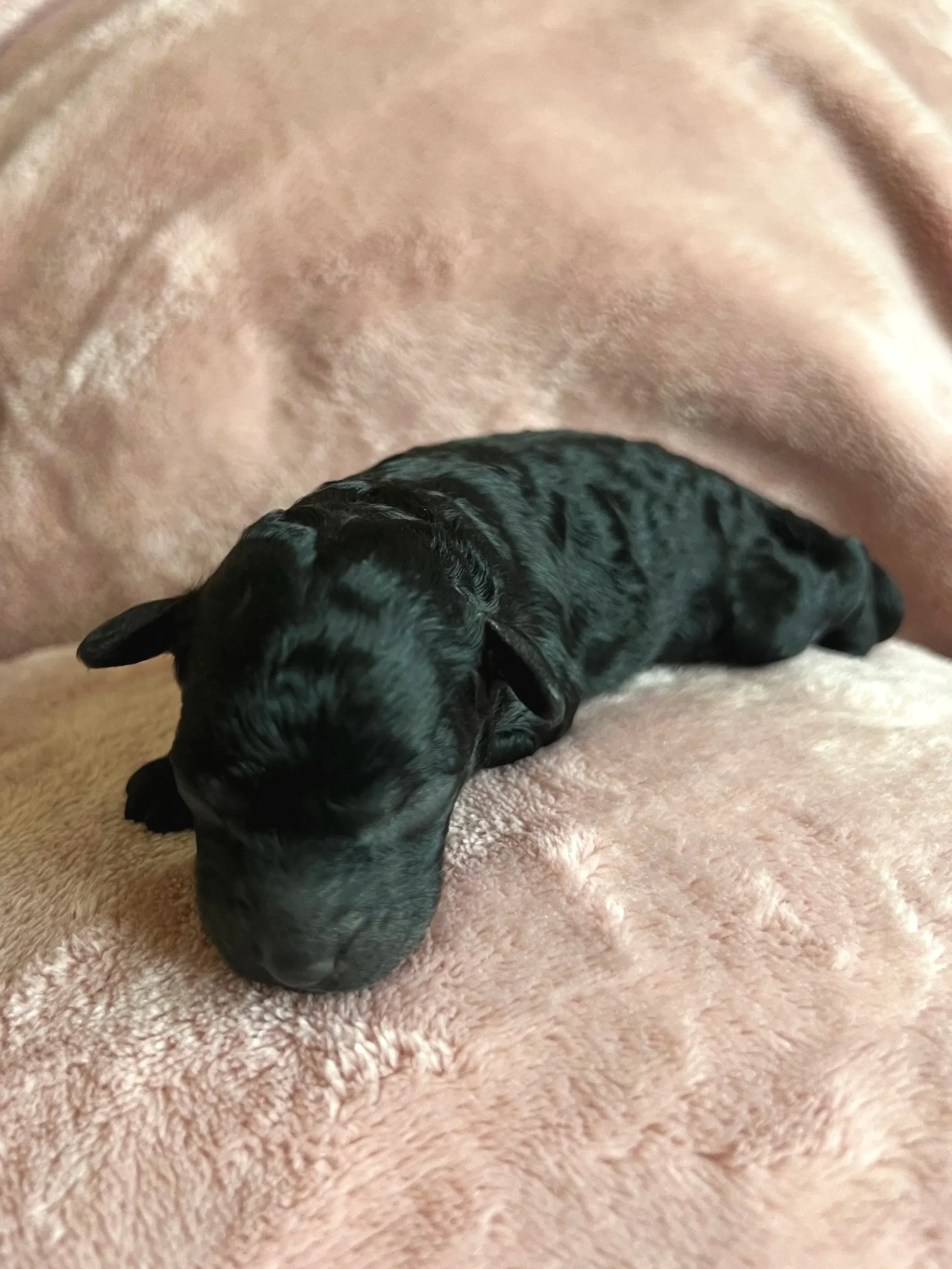 Onyx, 2 days old