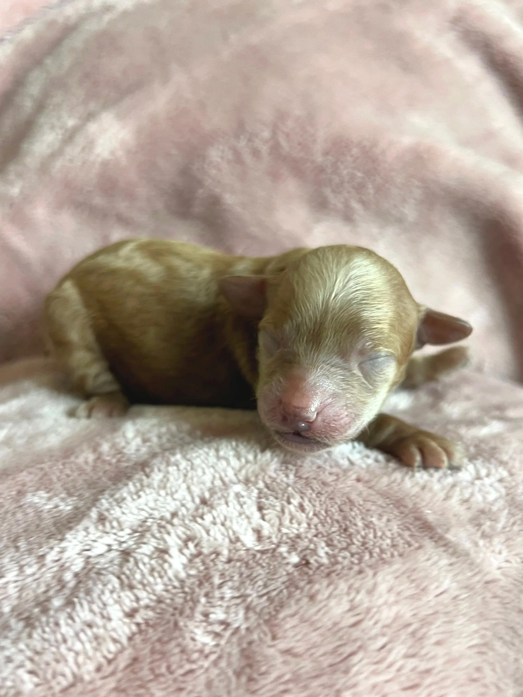 Jade, 2 days old