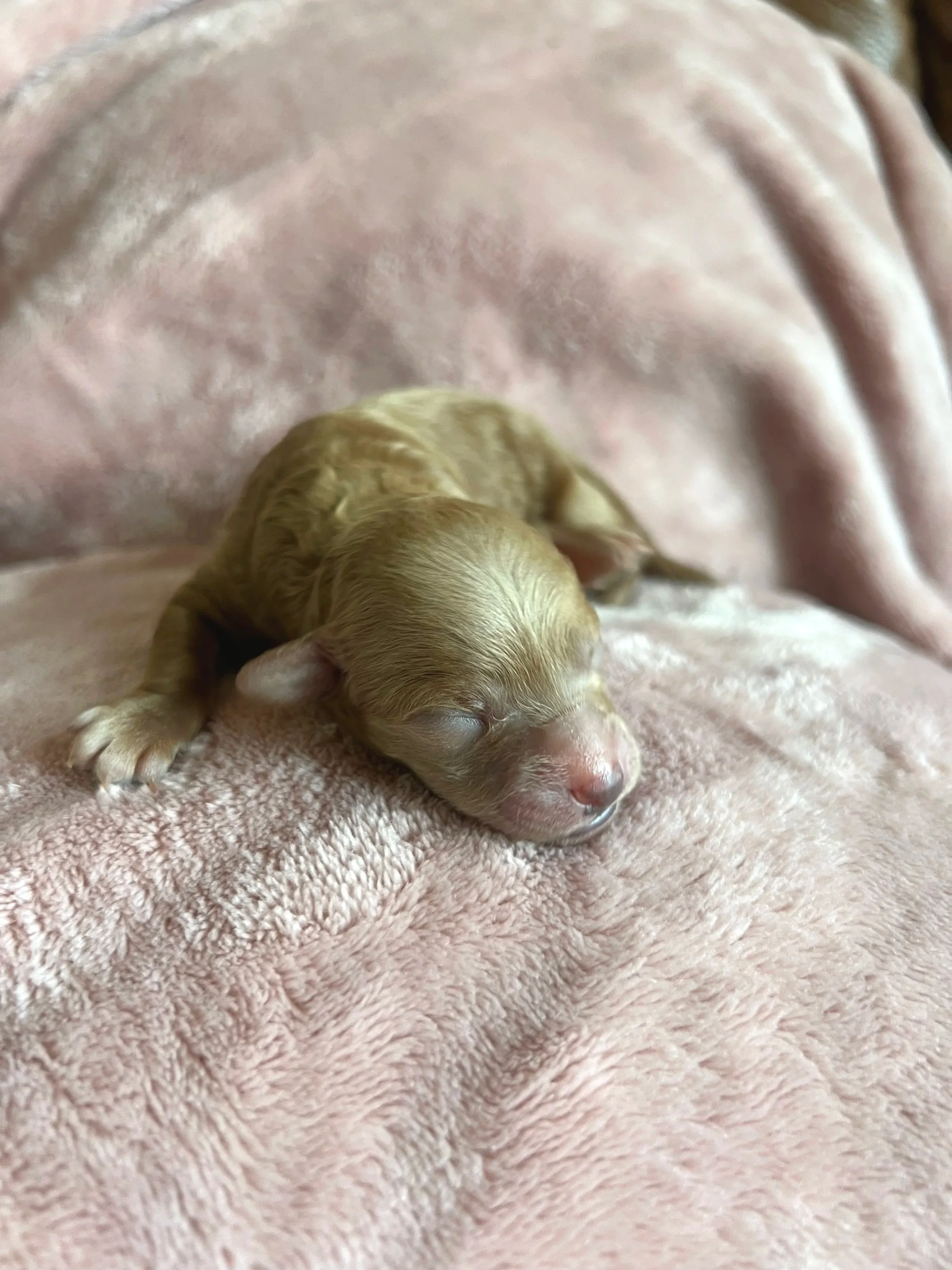 Jade, 2 days old