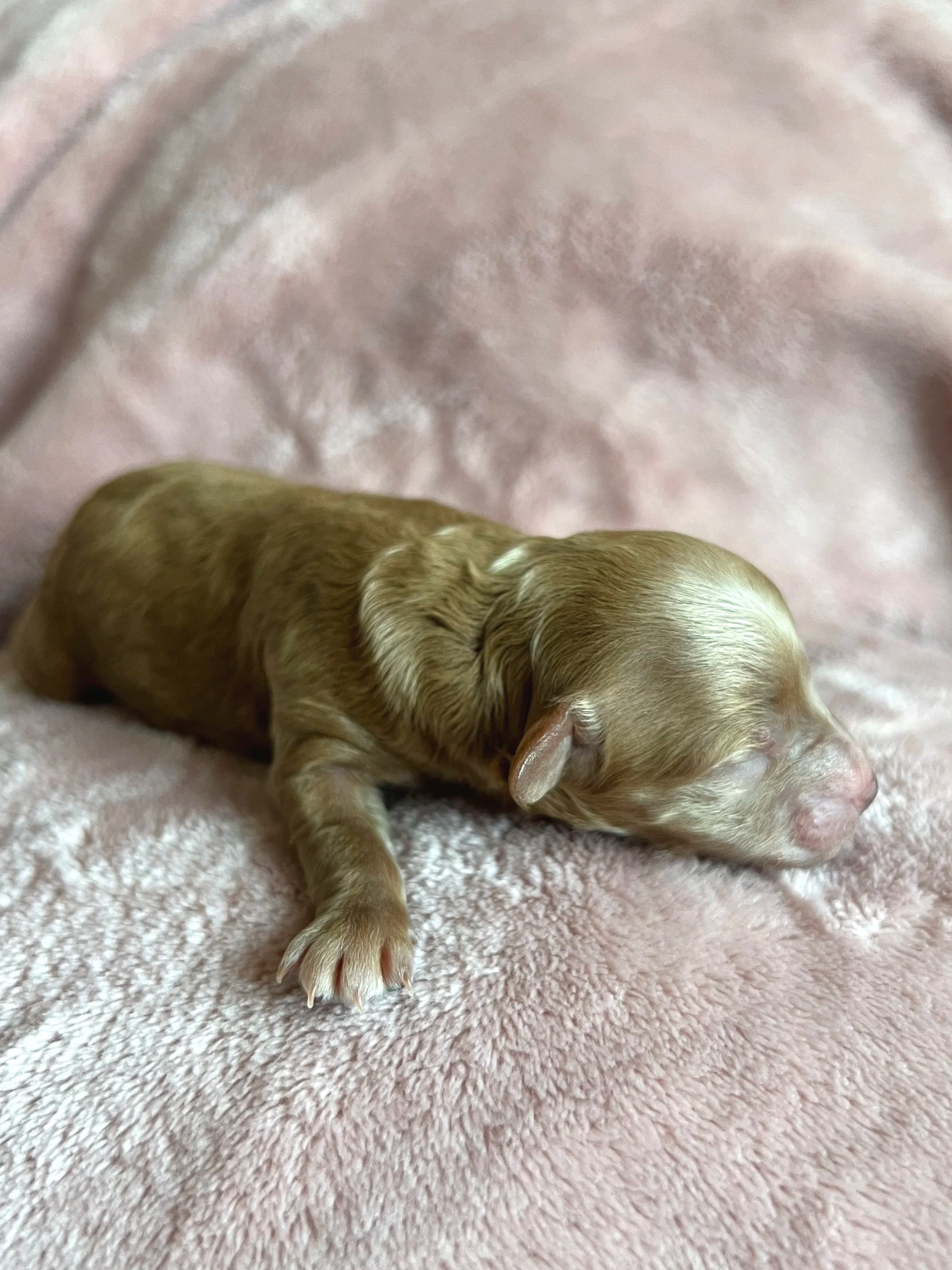 Jade, 2 days old