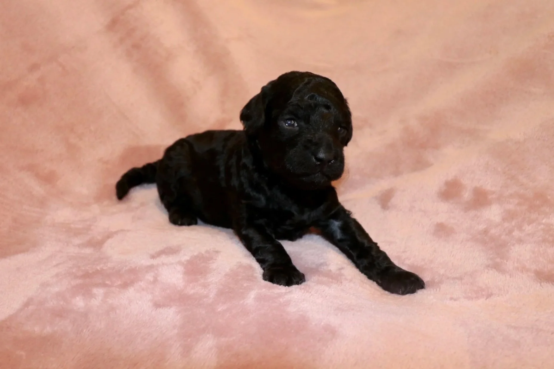 Onyx, 2 weeks old