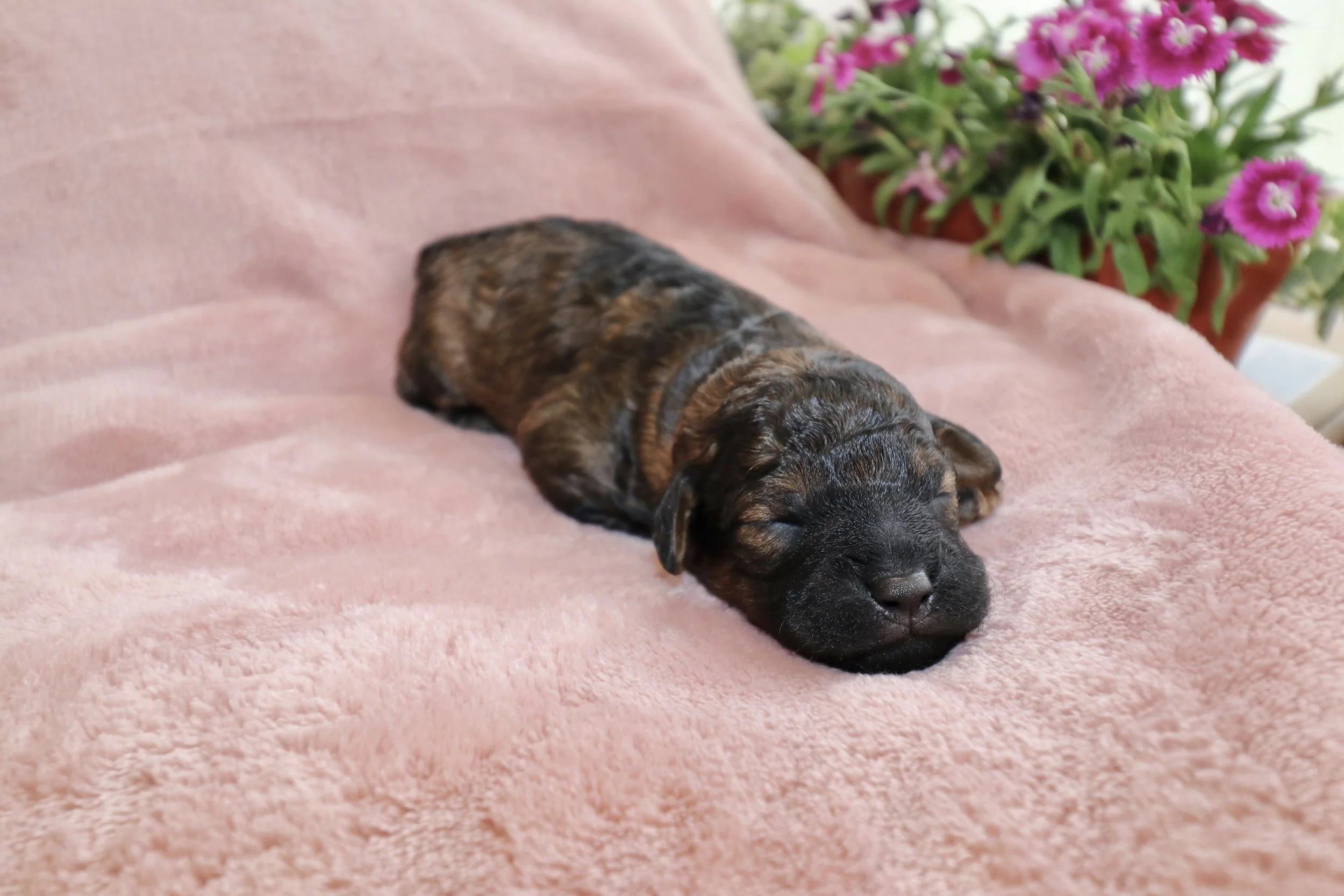 Ember, 8 days old