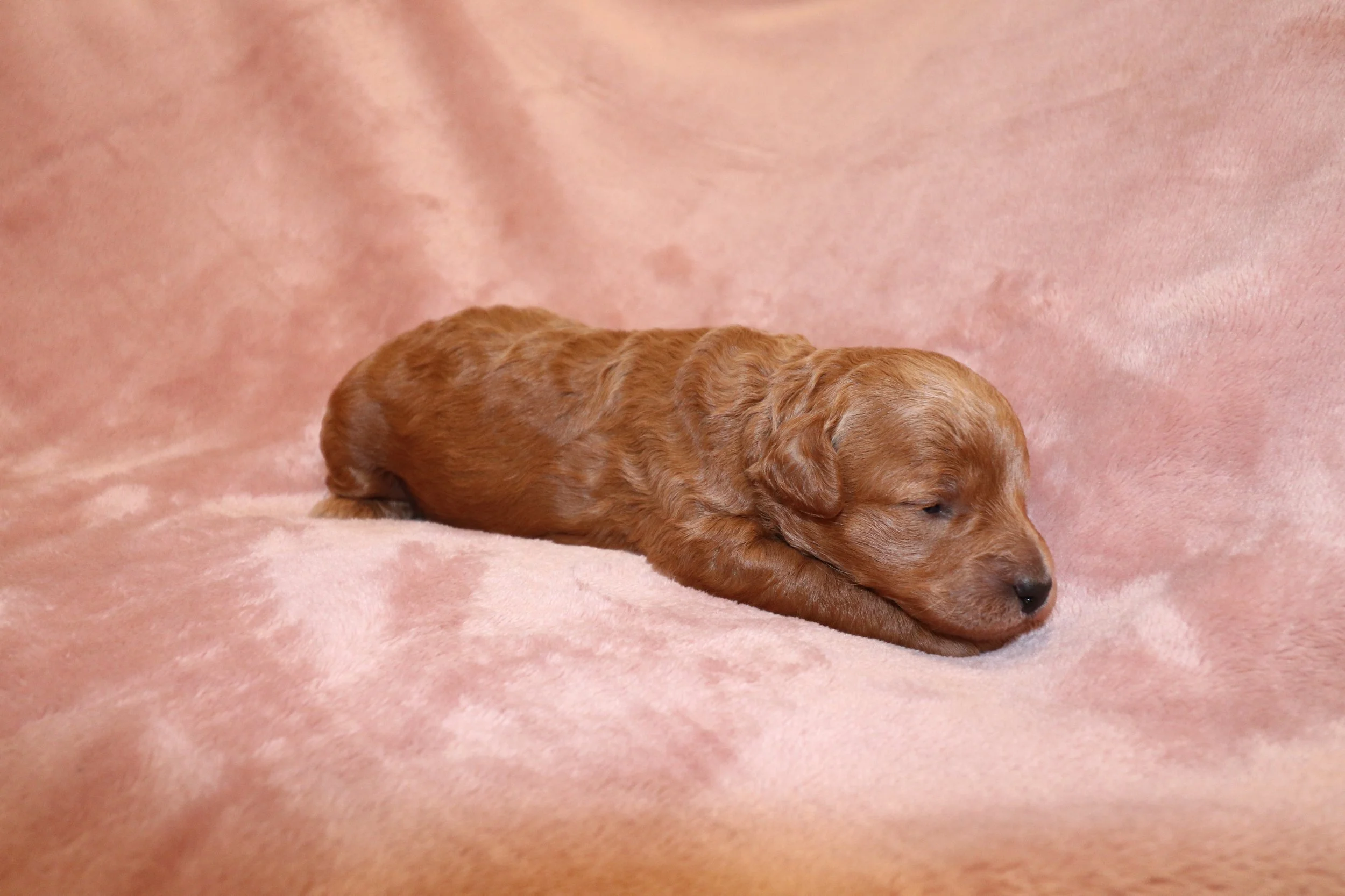 Jade, 2 weeks old