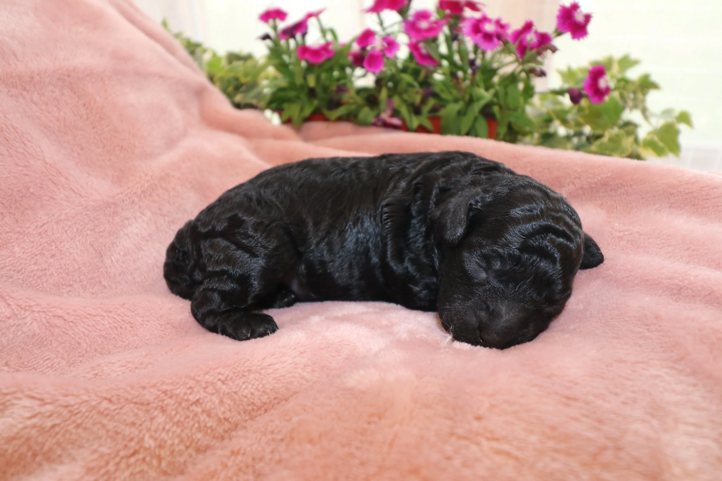 Onyx, 8 days old