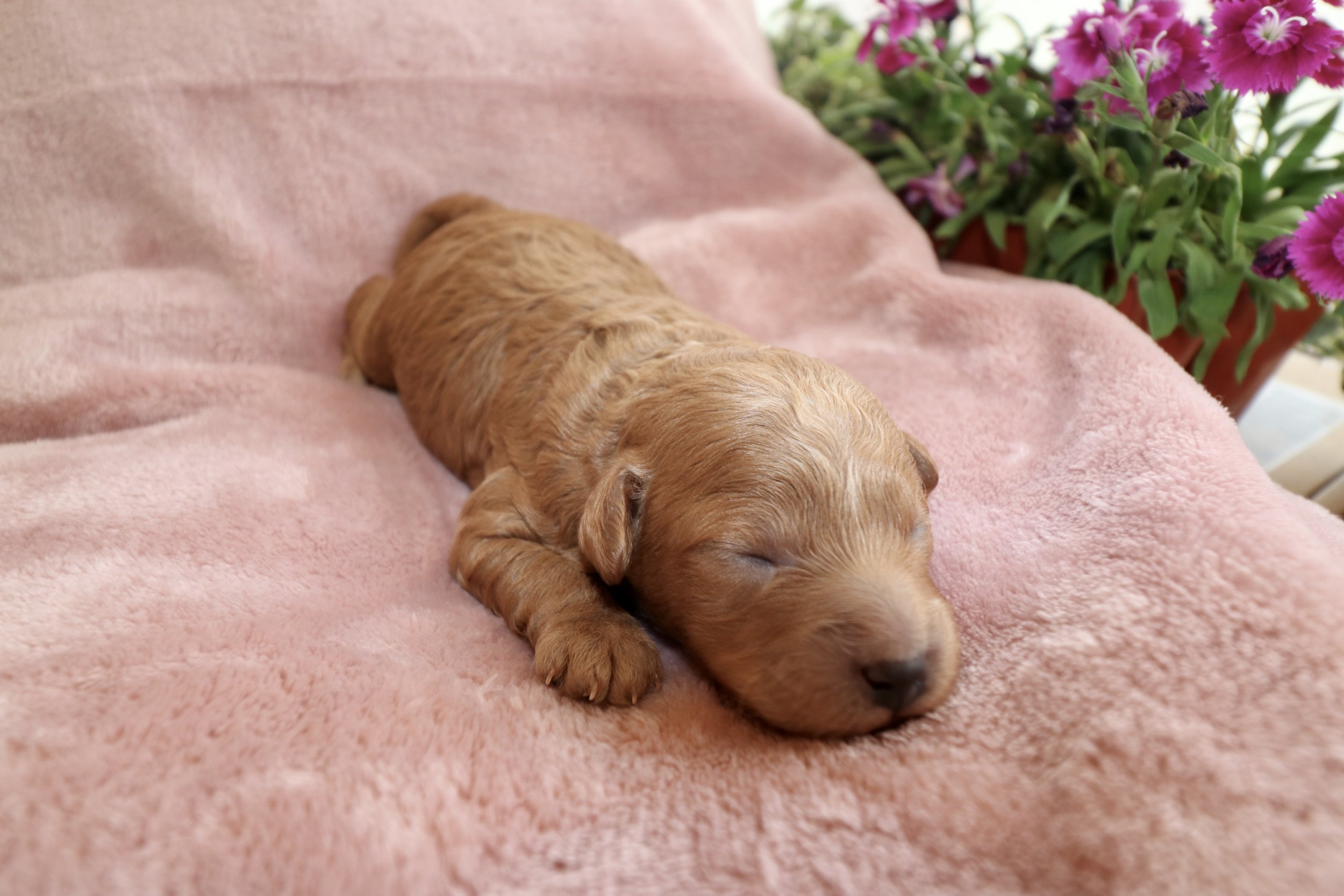 Blaze, 8 days old