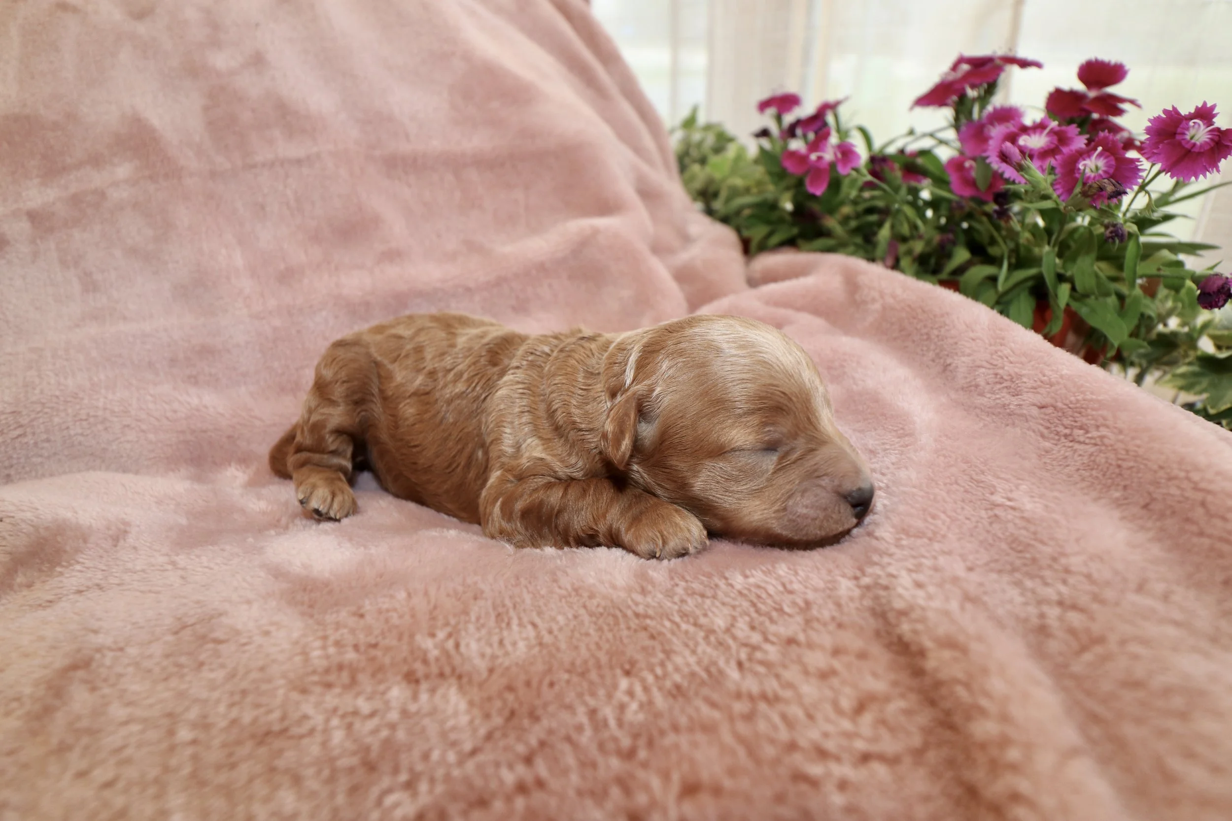 Jade, 1 week old