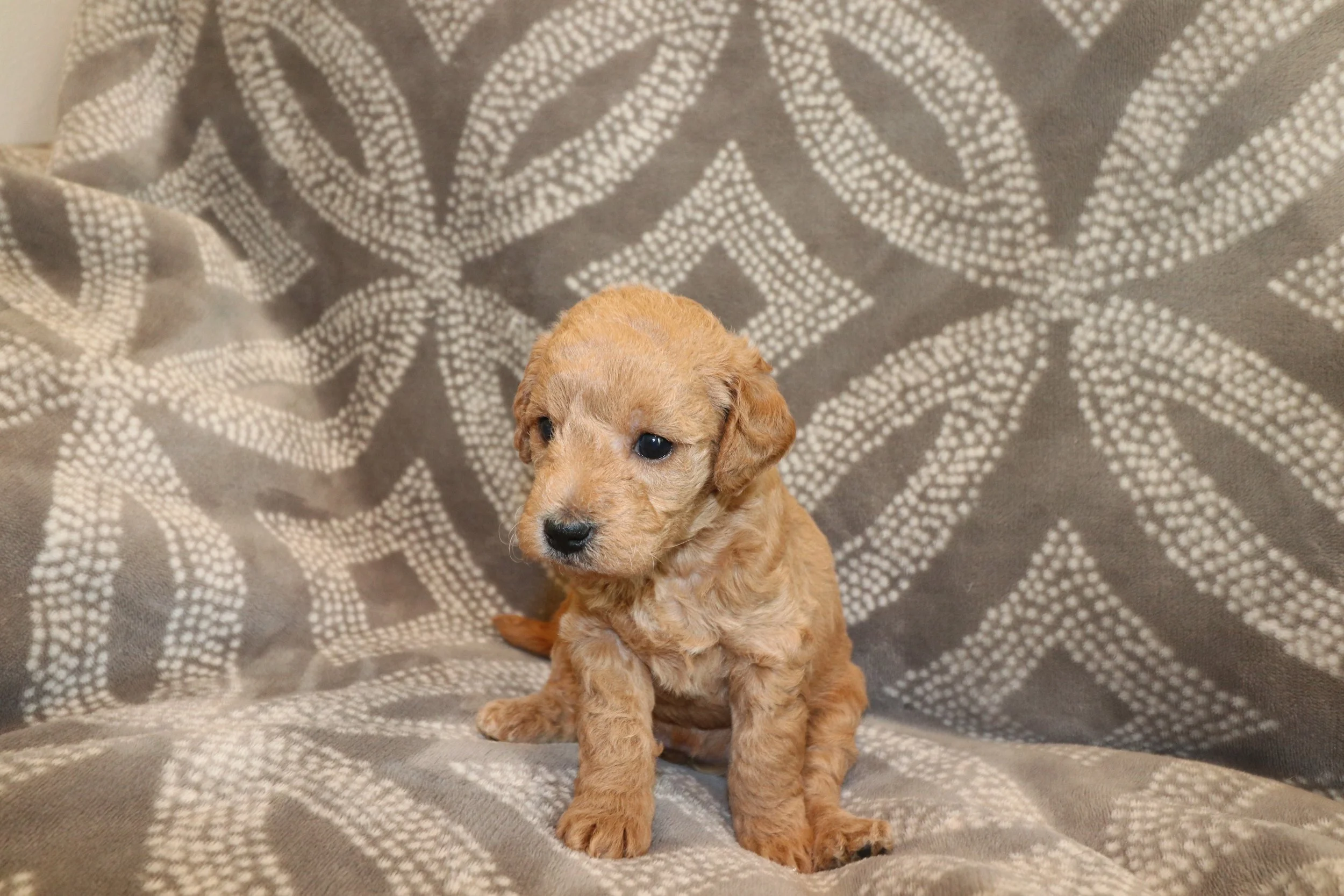 Ivory (Female) - Available