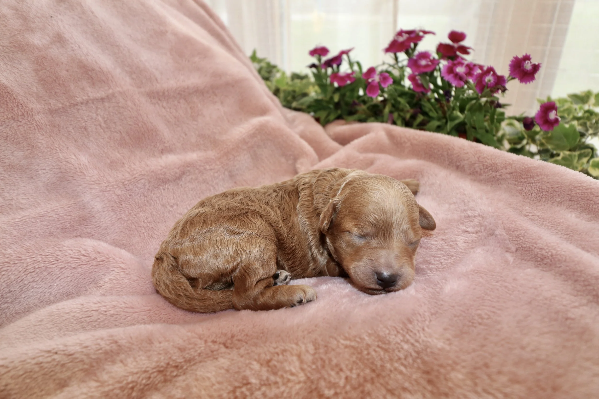 Jade, 1 week old