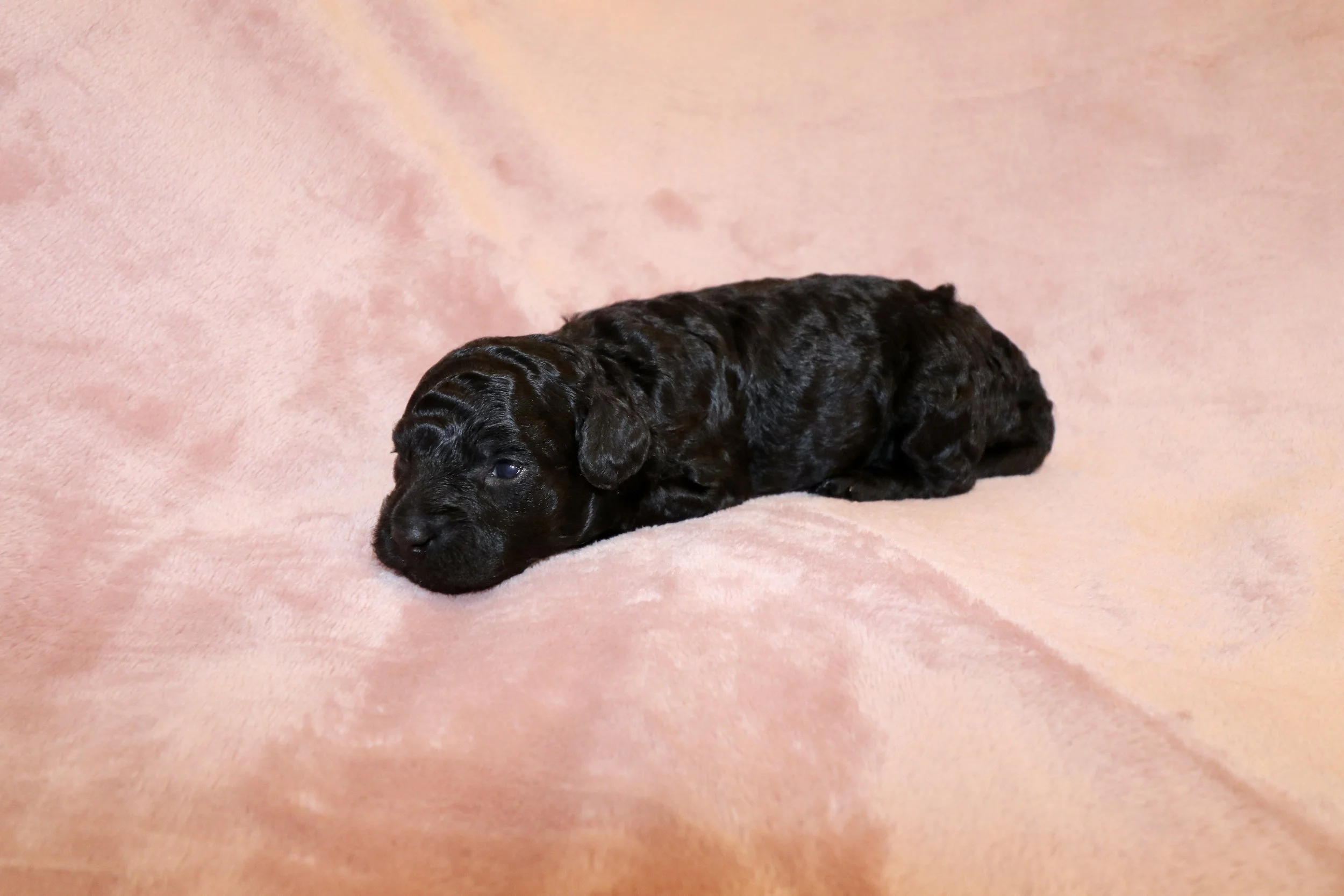 Onyx, 2 weeks old