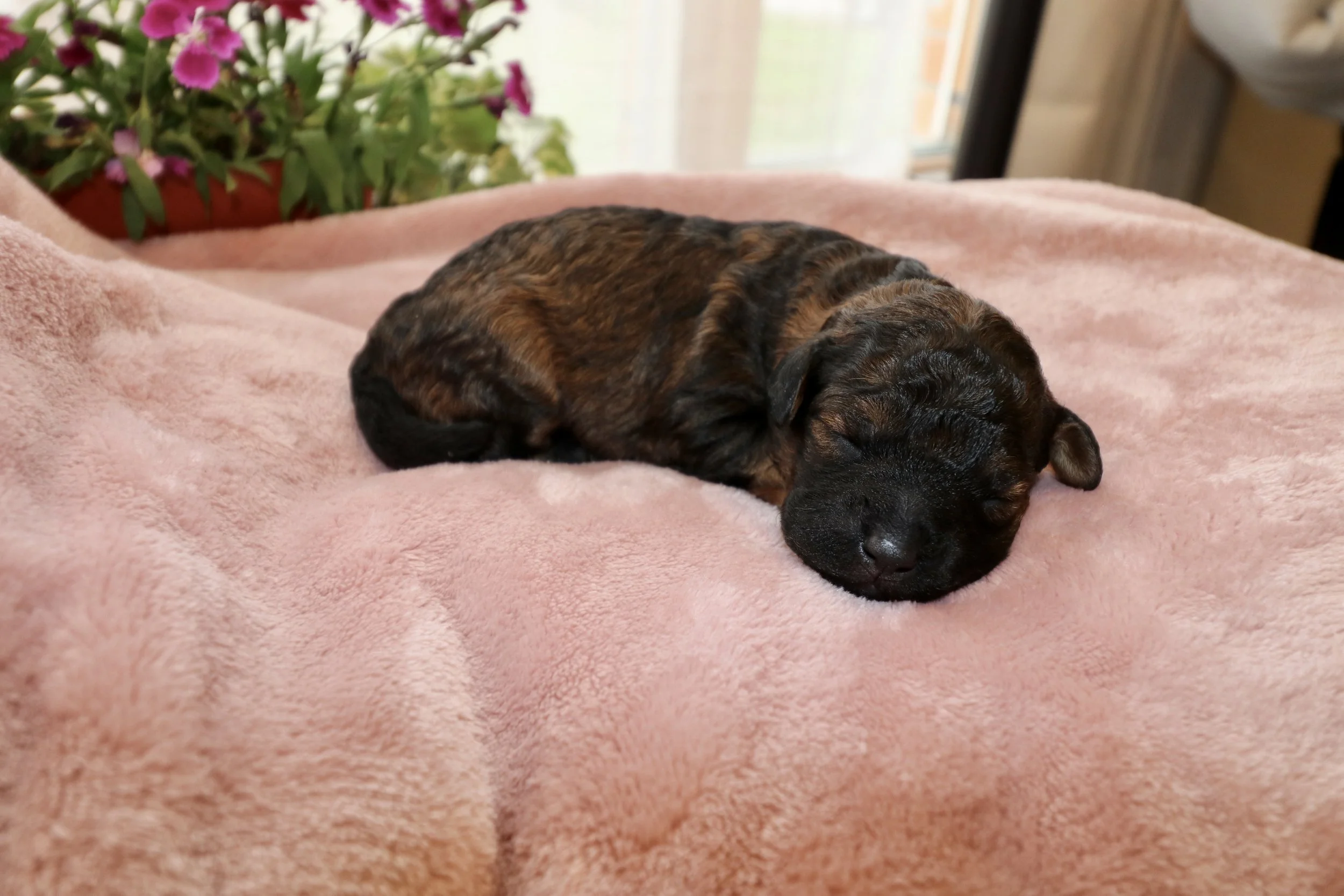 Ember, 8 days old