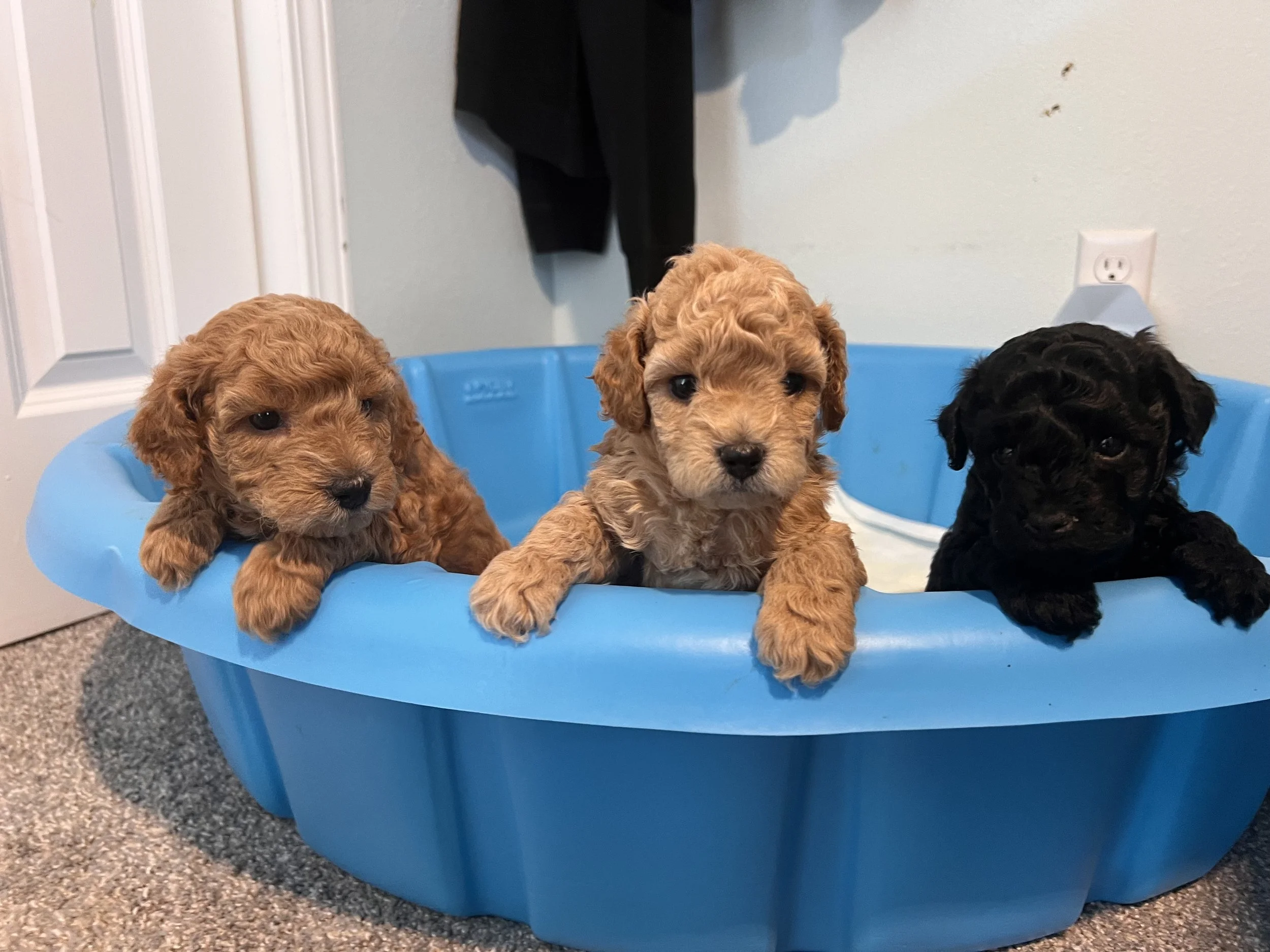 Summer 2023 Litter - Leo X Potato