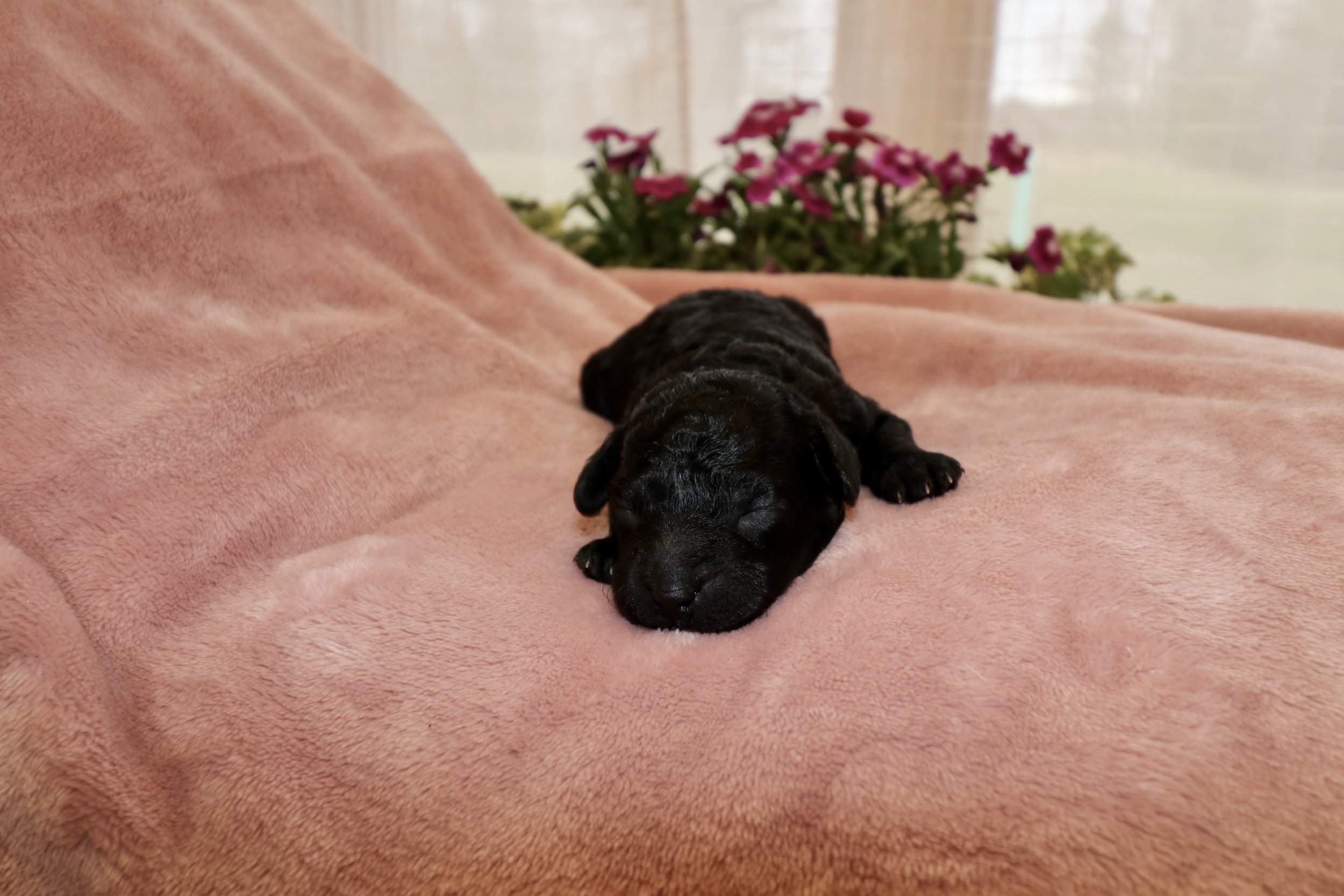 Onyx, 8 days old