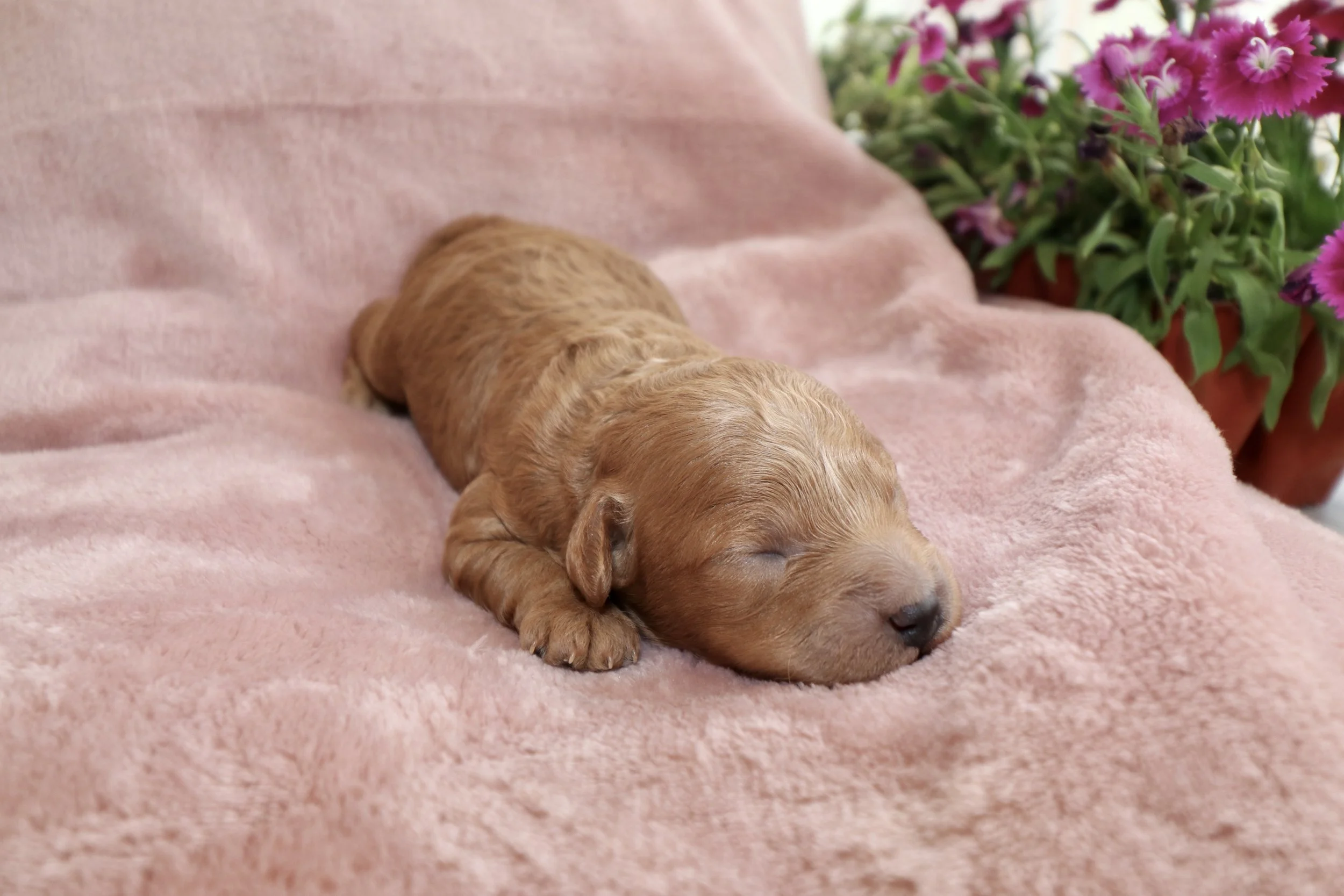 Blaze, 8 days old