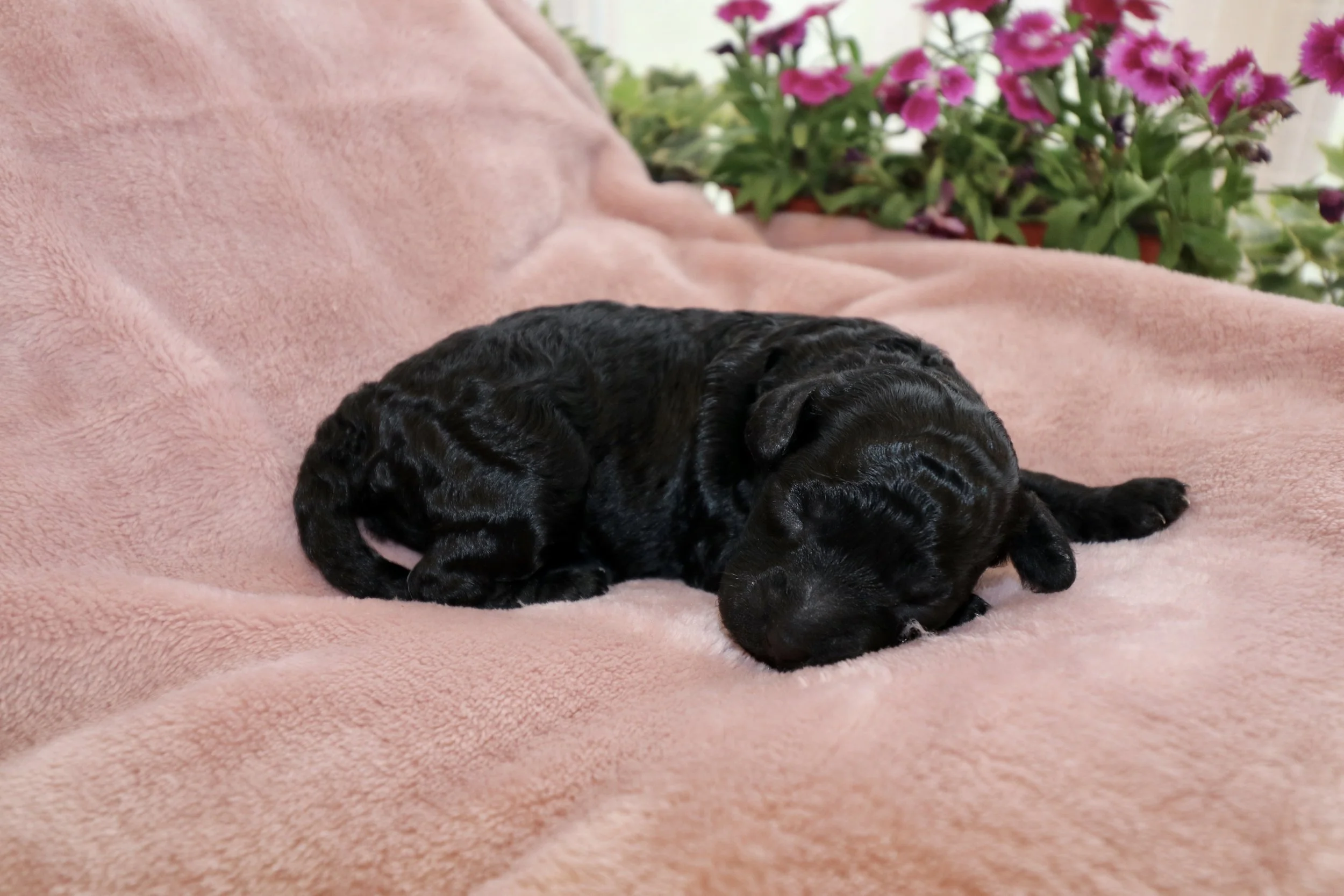 Onyx, 8 days old