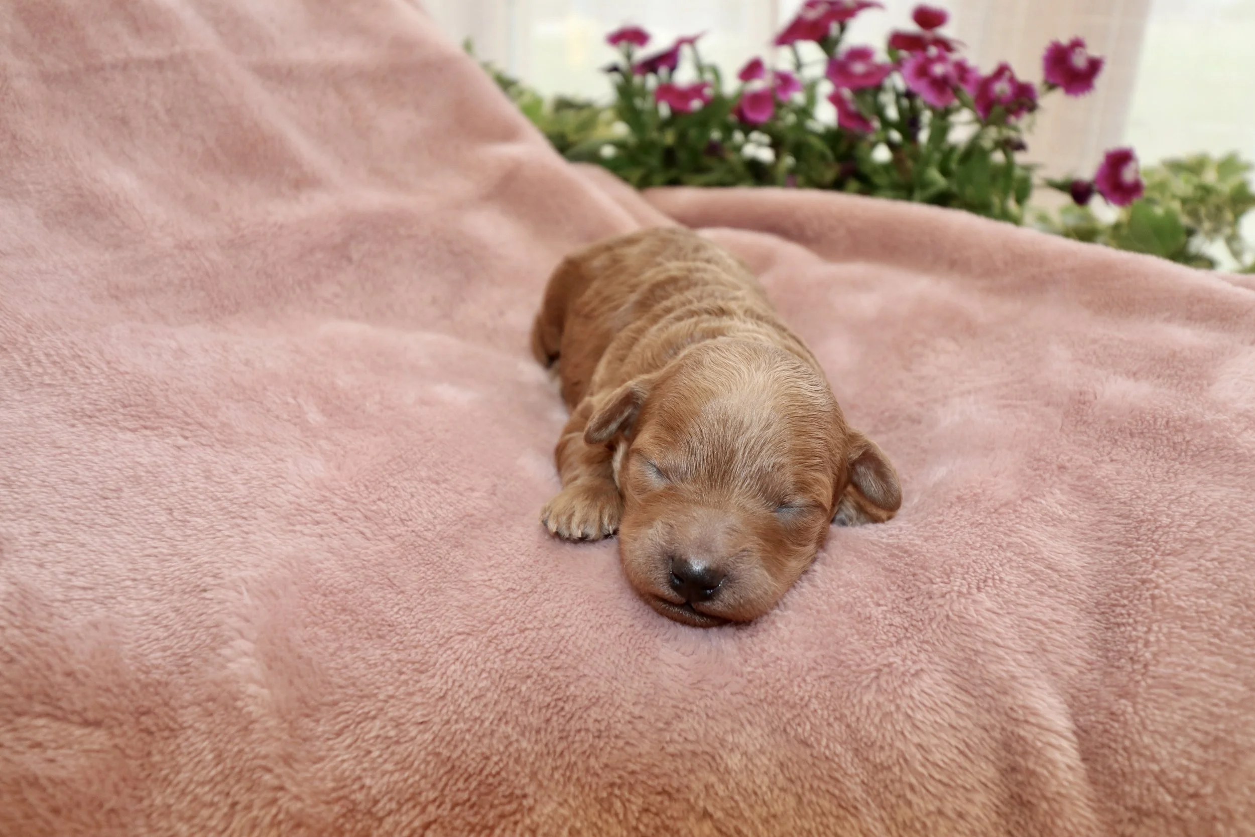 Jade, 1 week old
