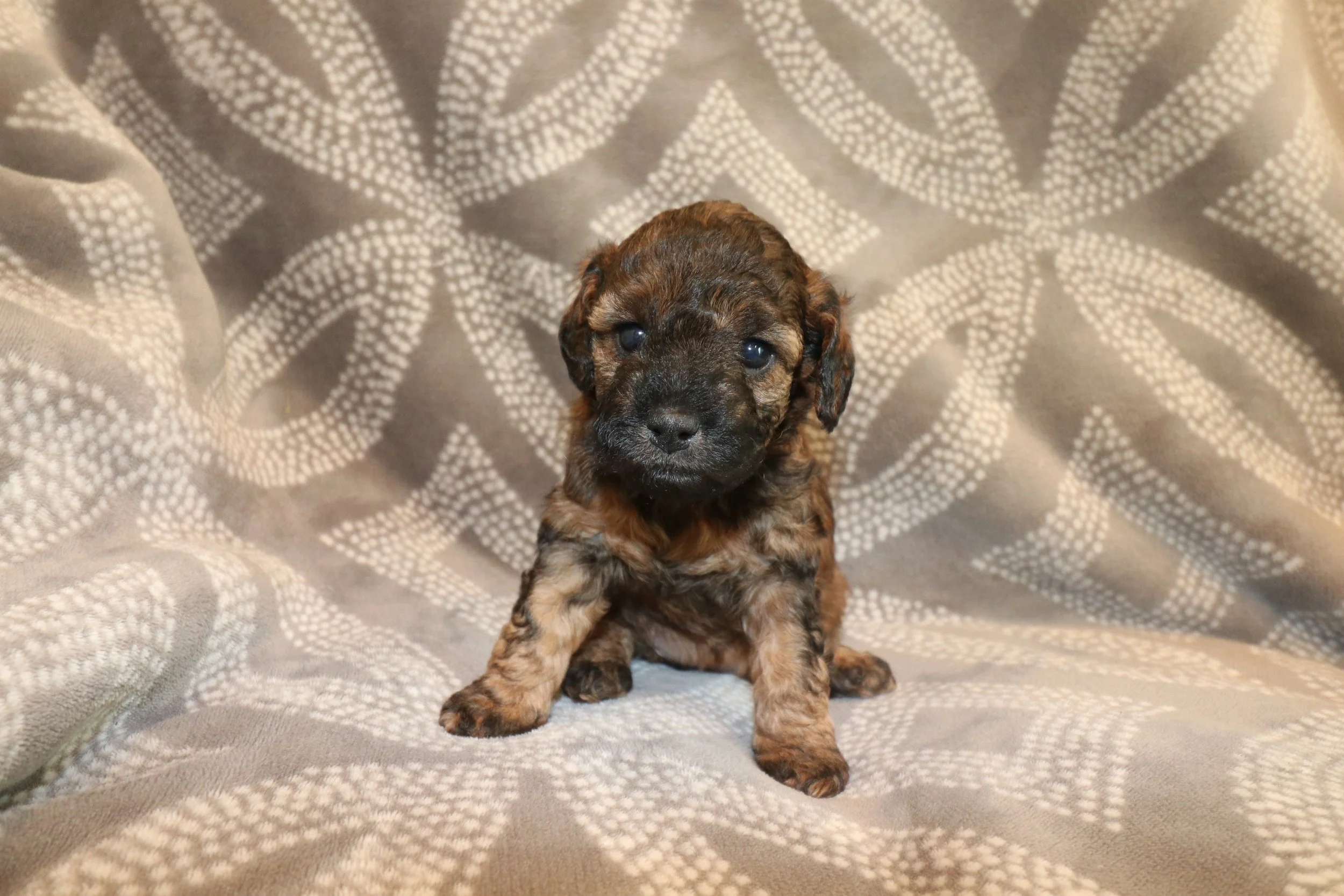 Ember (Female) - Unavailable