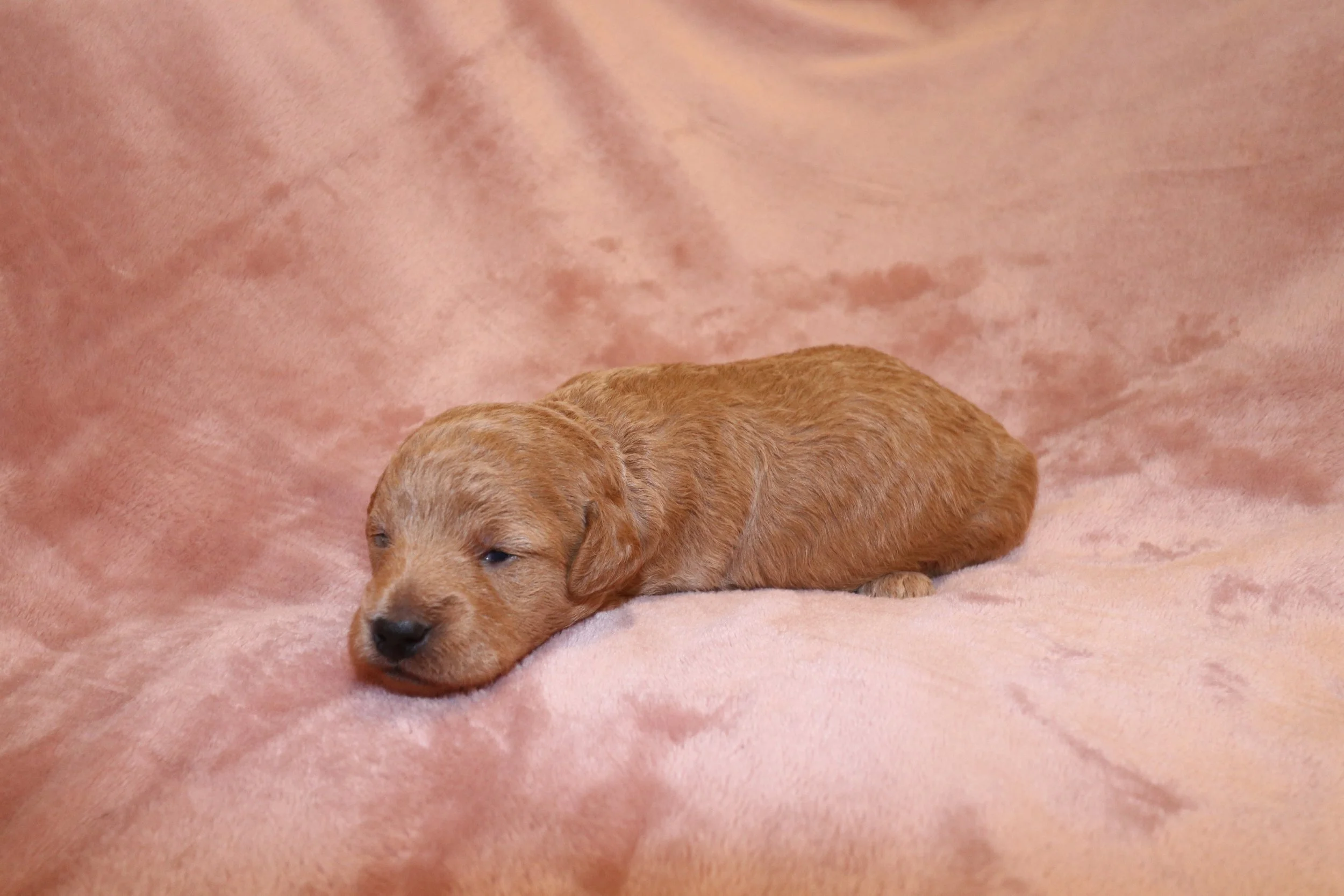 Ivory, 2 weeks old