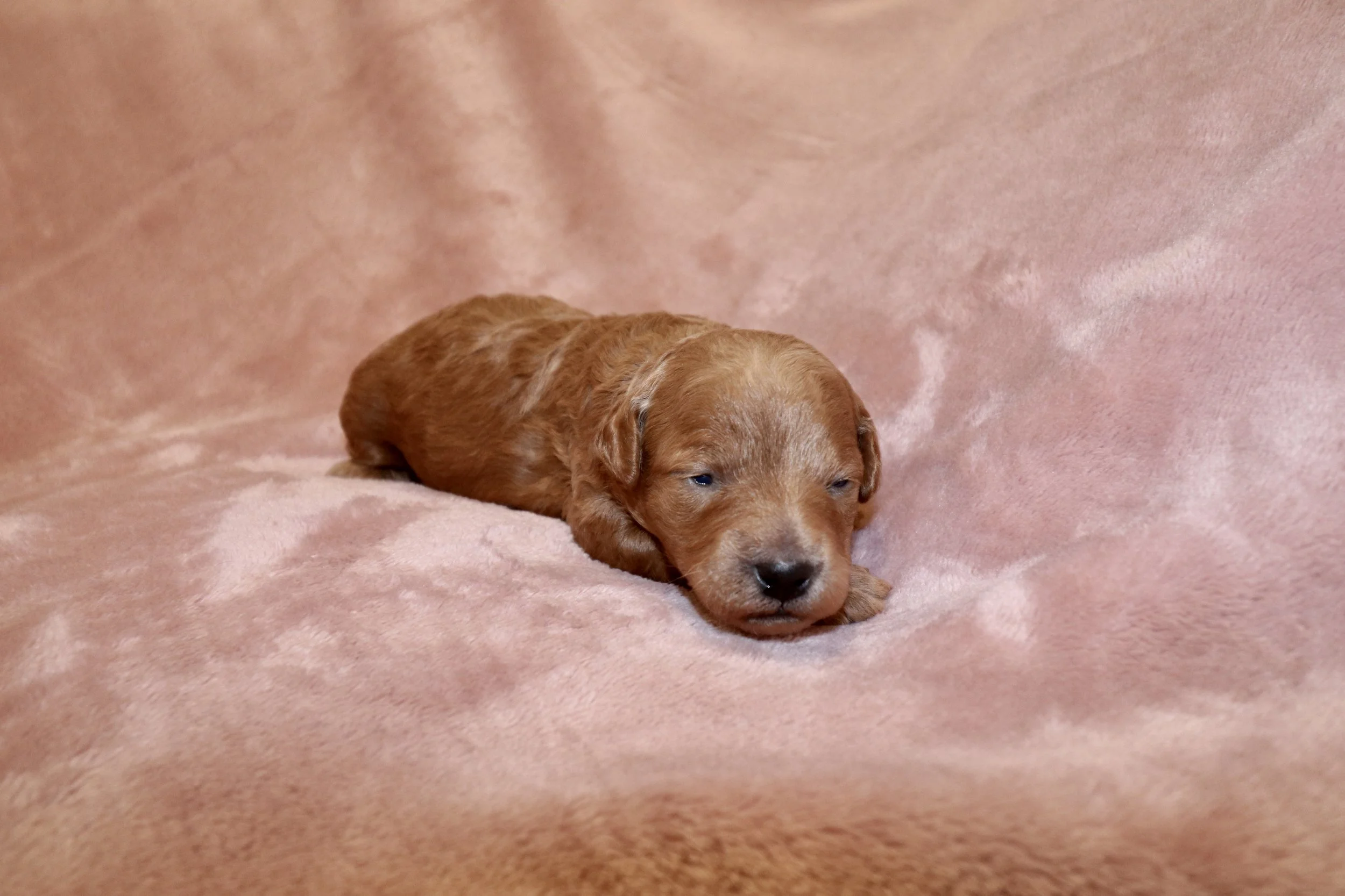 Jade, 2 weeks old