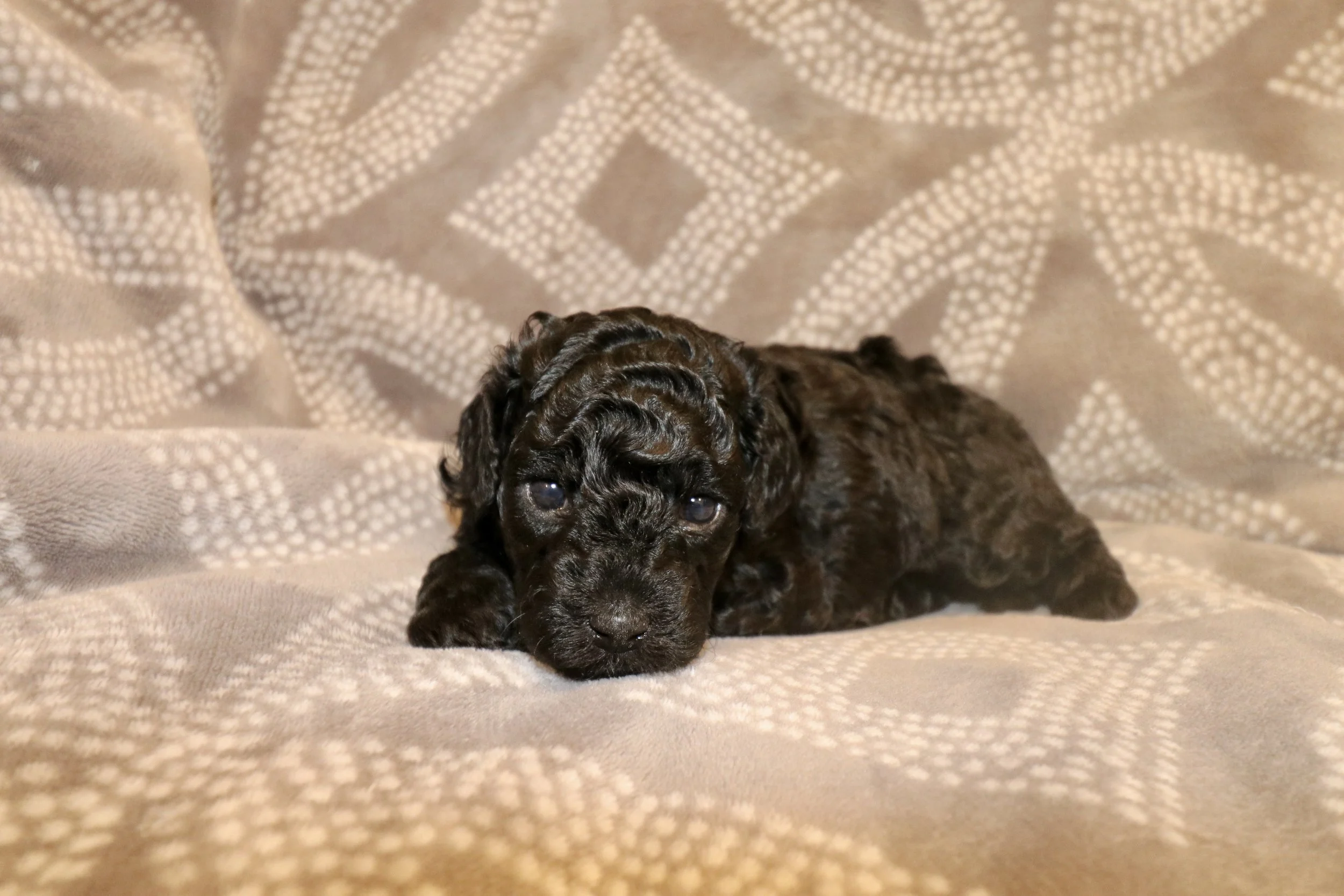 Onxy (Female) - $1,600