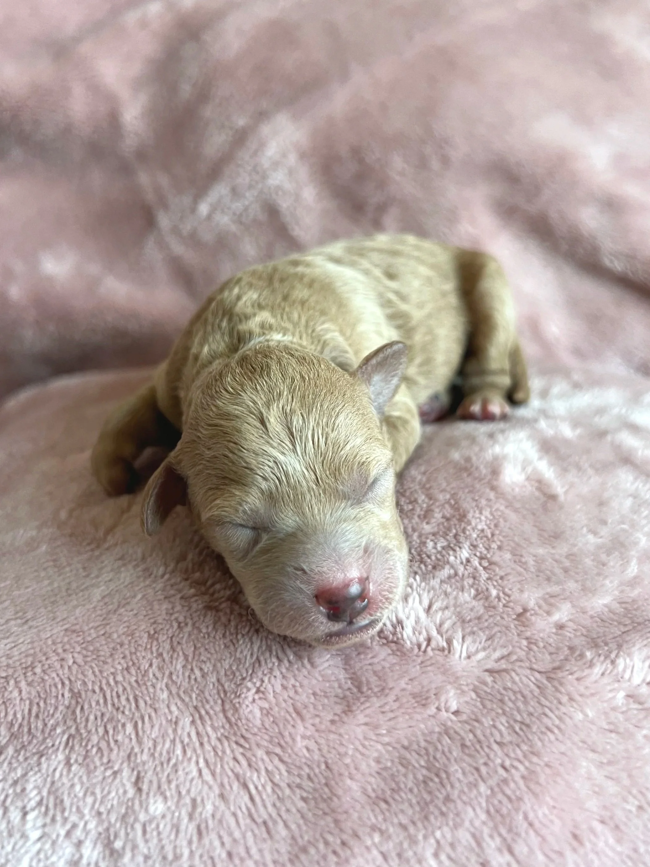 Ivory, 2 days old