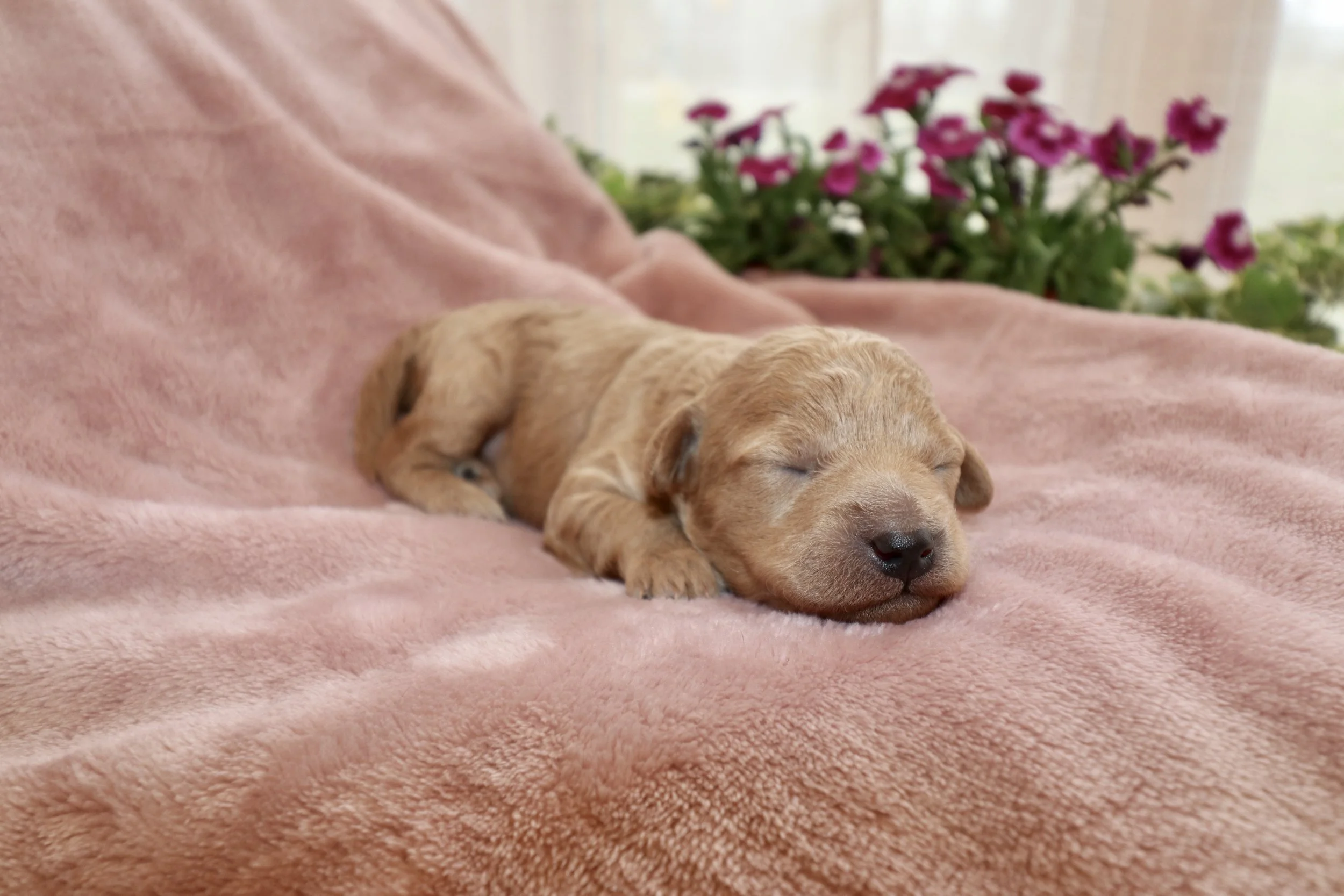 Ivory, 8 days old