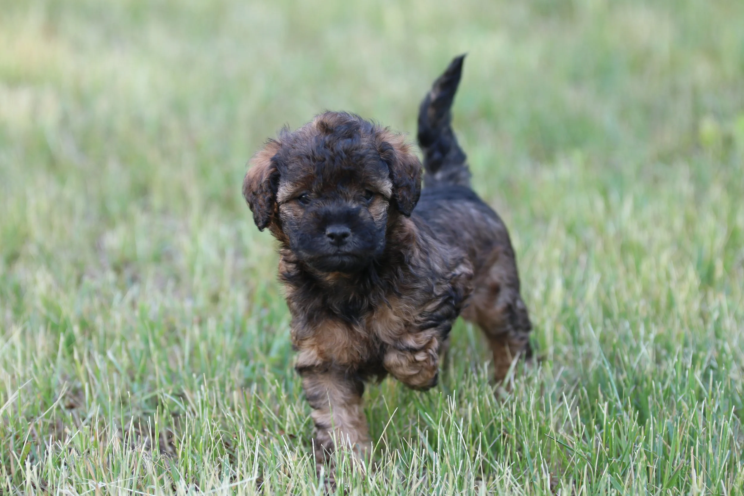 Ember (Female) - Adopted