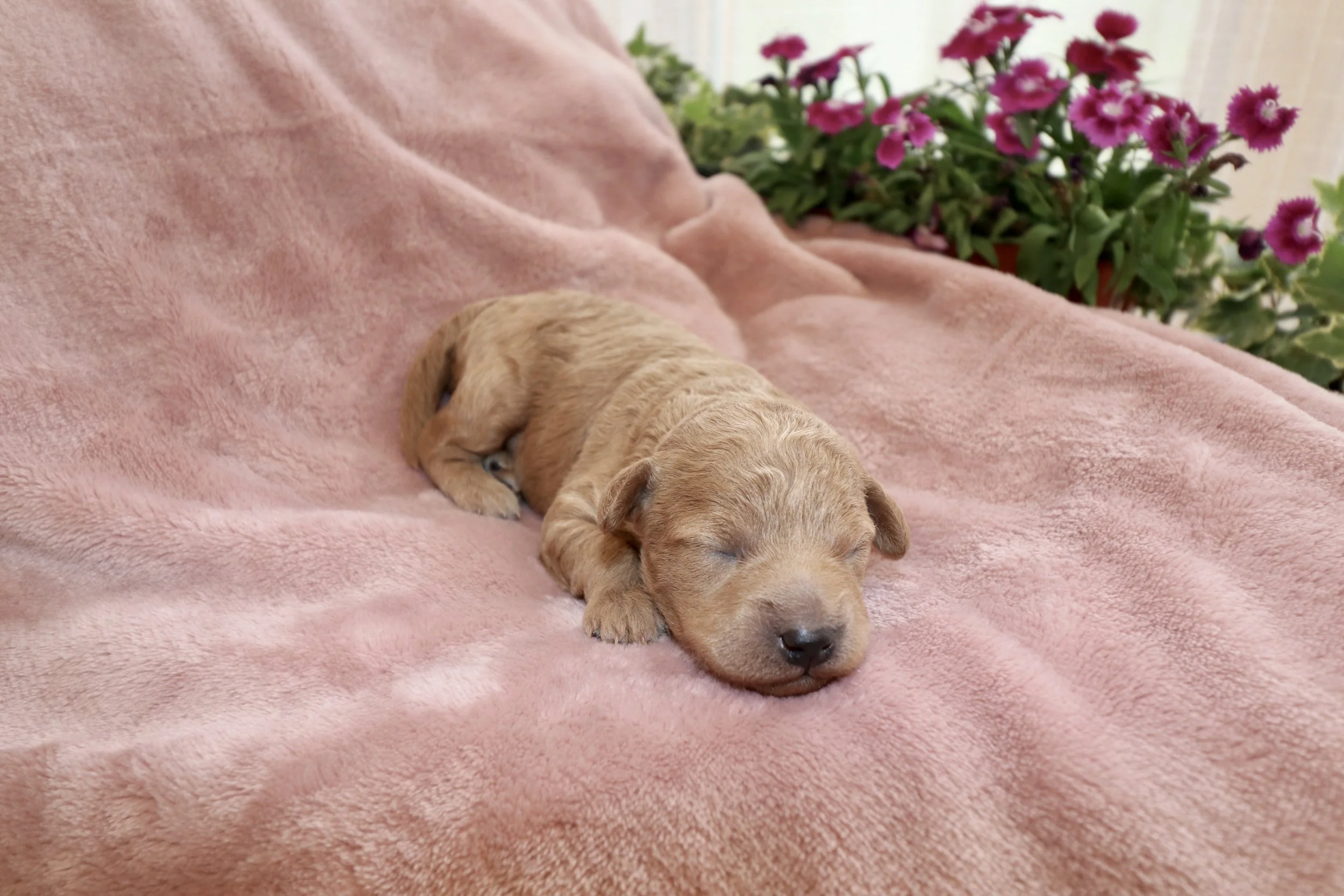 Ivory, 8 days old