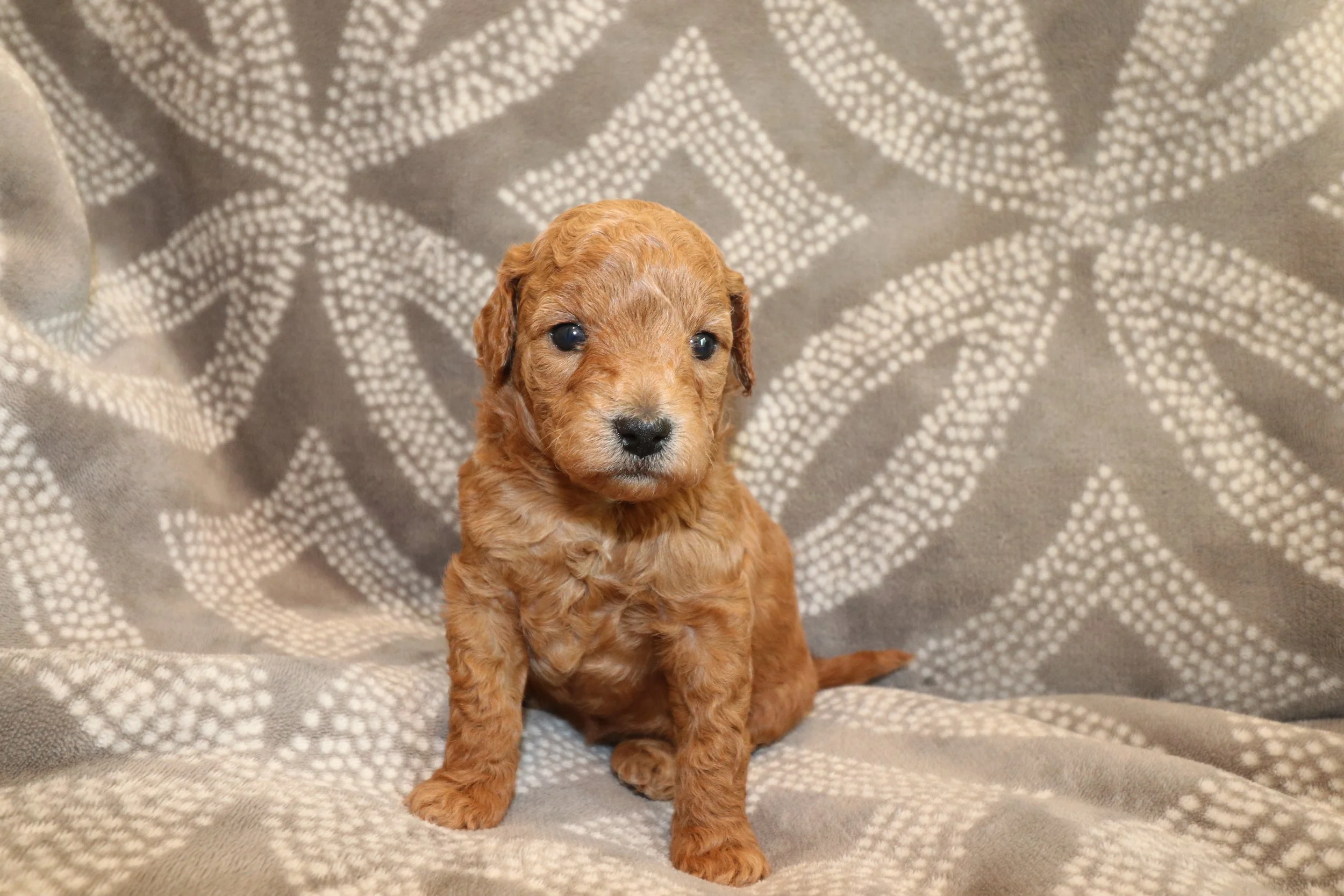 Jade (Female) - Available