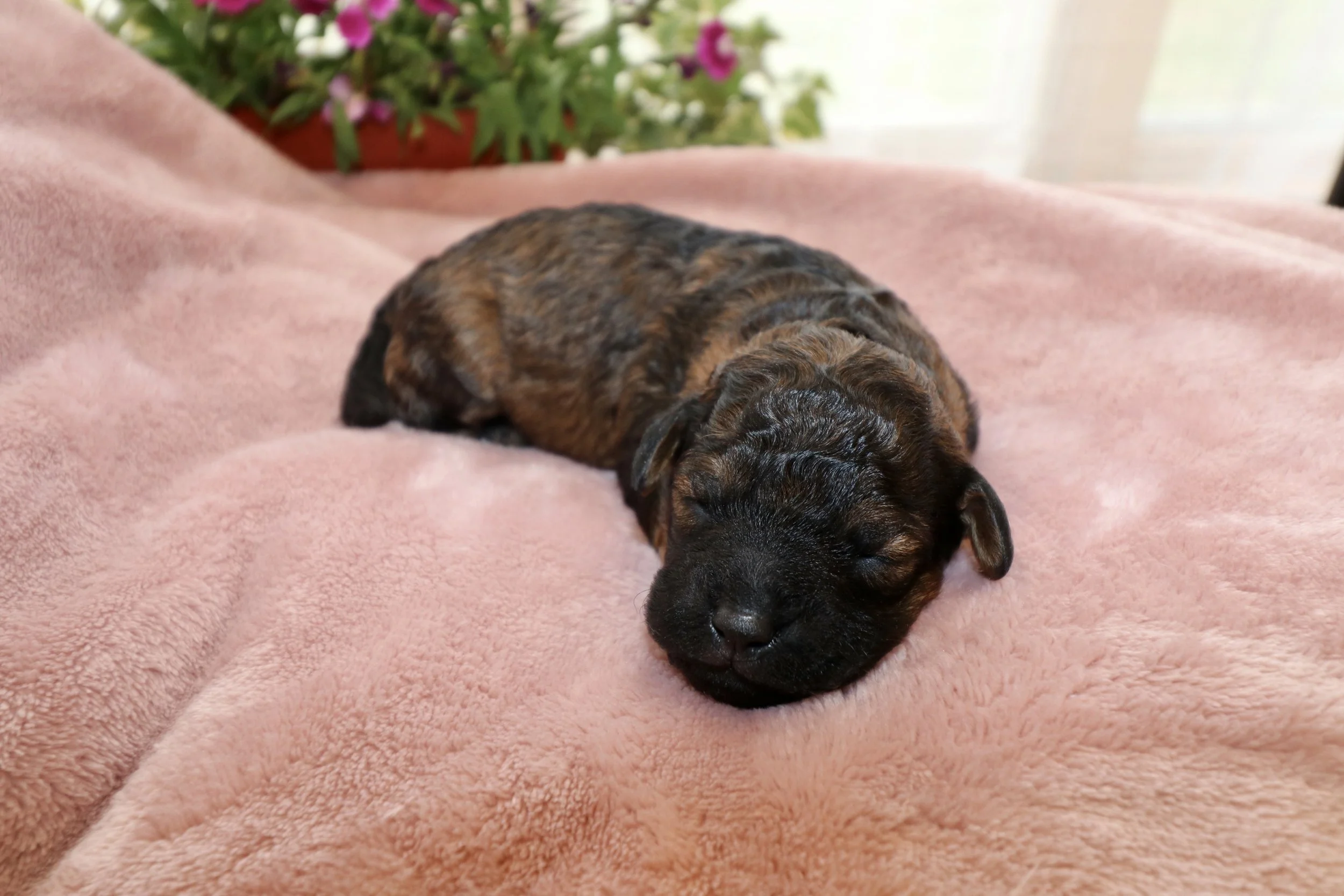 Ember, 8 days old