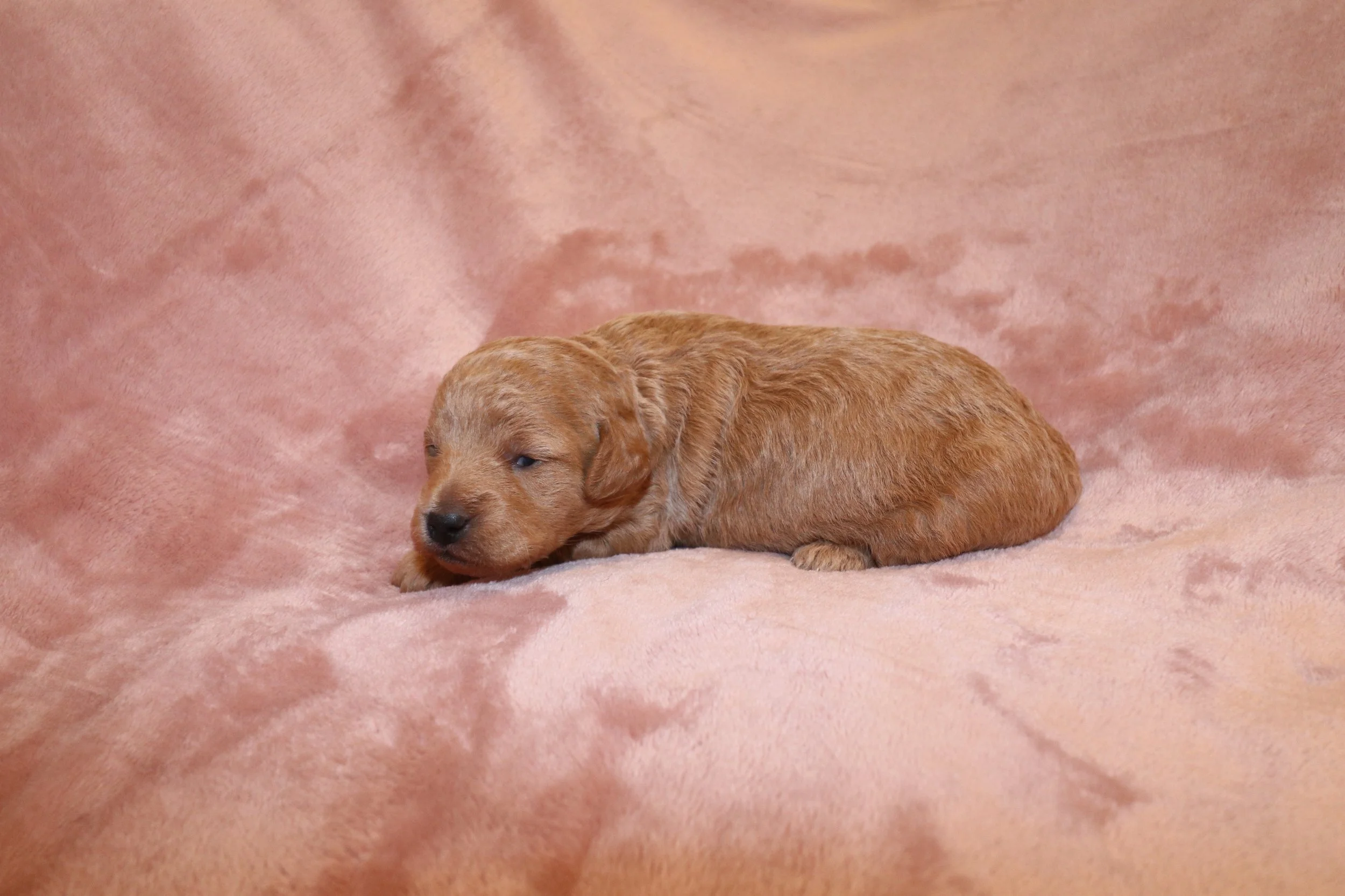 Ivory, 2 weeks old