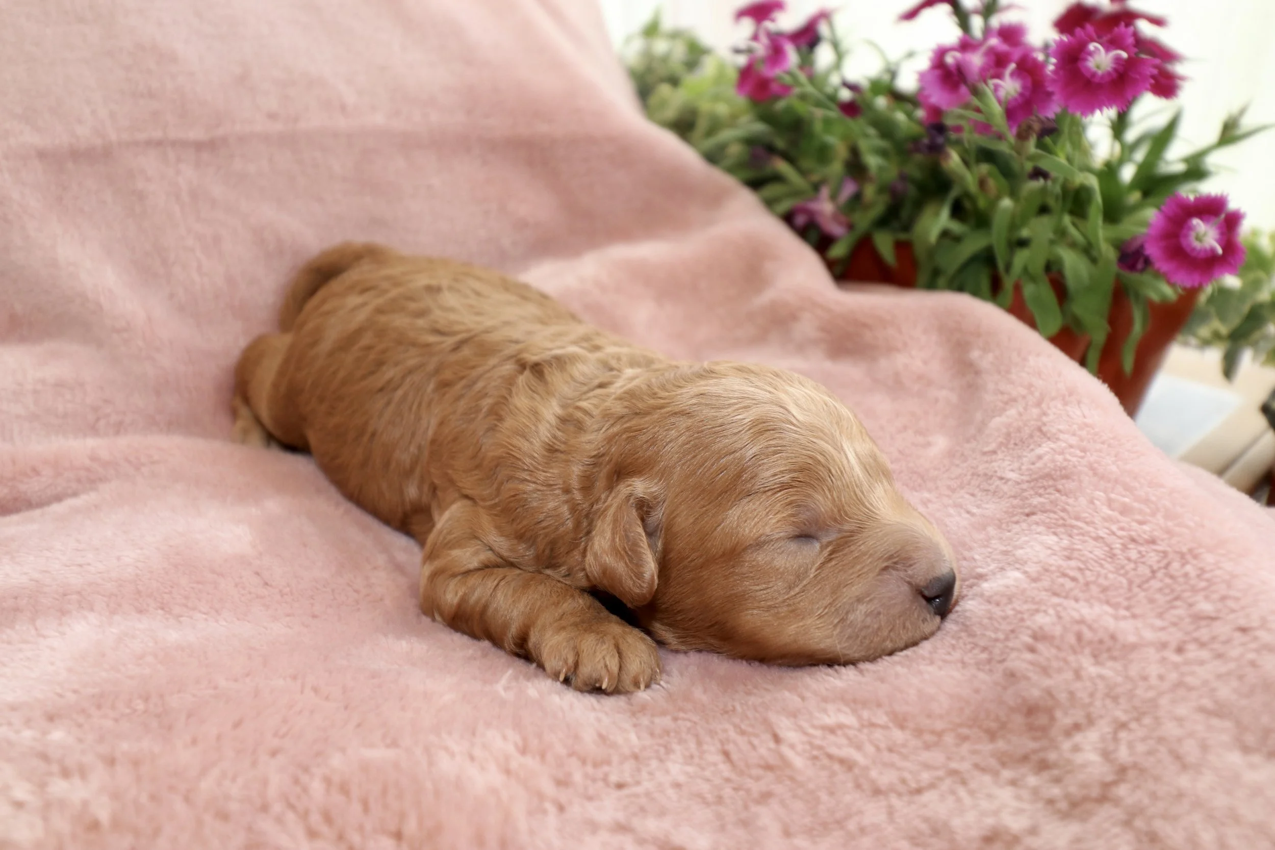 Blaze, 8 days old