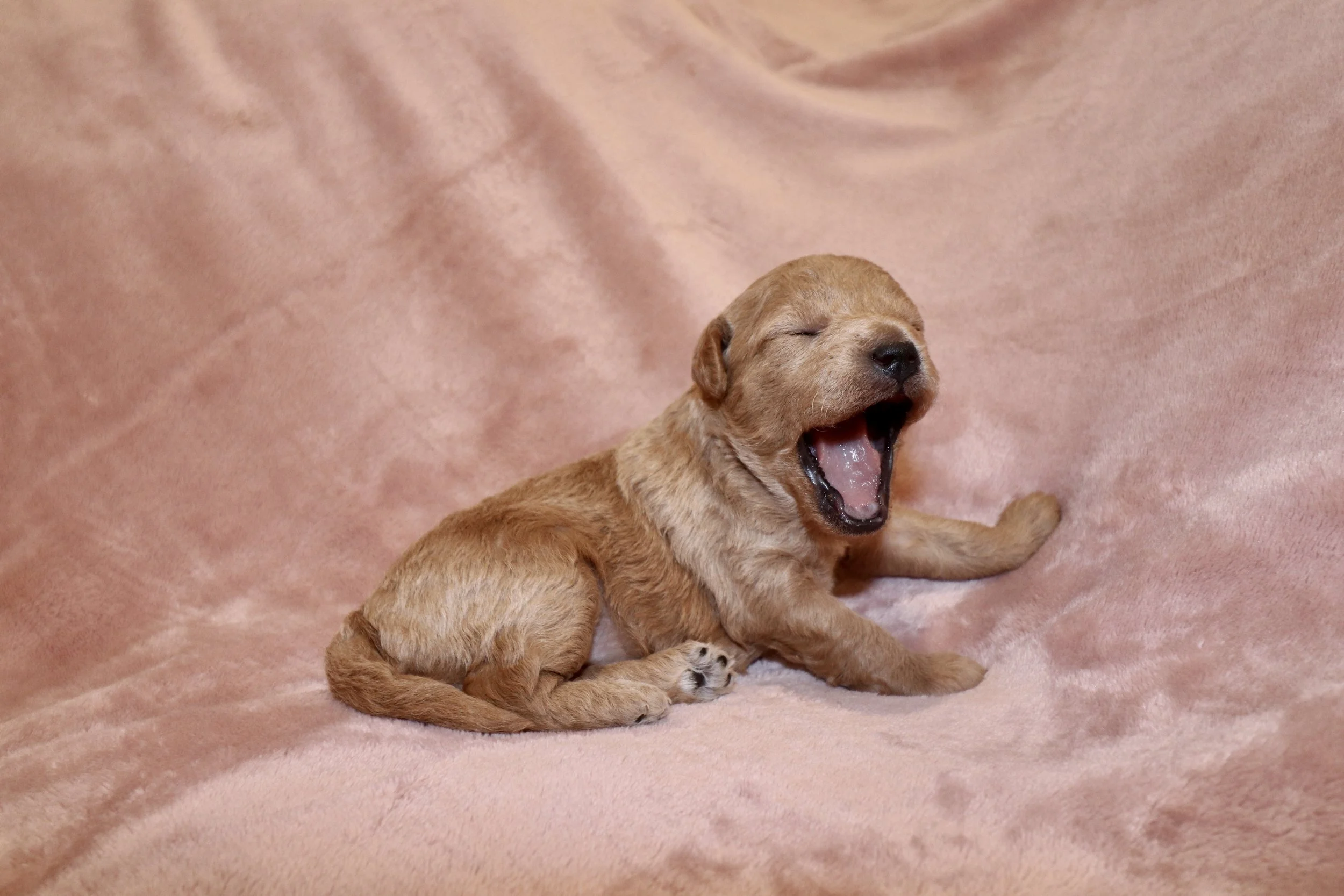 Ivory, 2 weeks old