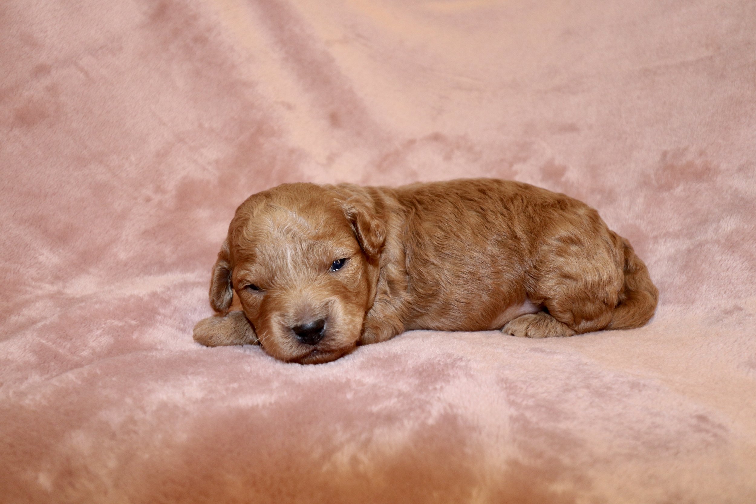 Blaze, 2 weeks old
